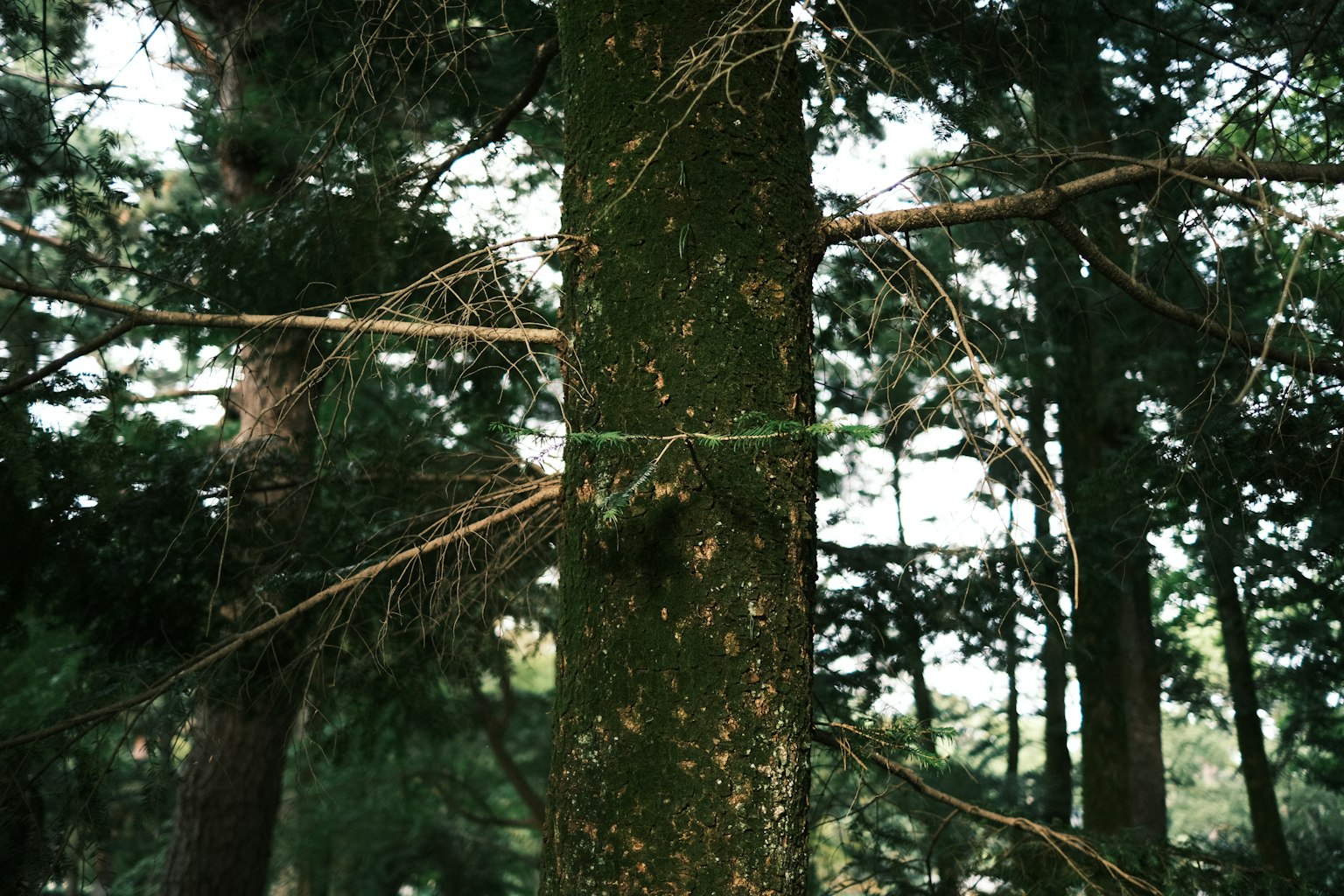Tronc d'arbre recouvert de mousse verte avec un fond forestier