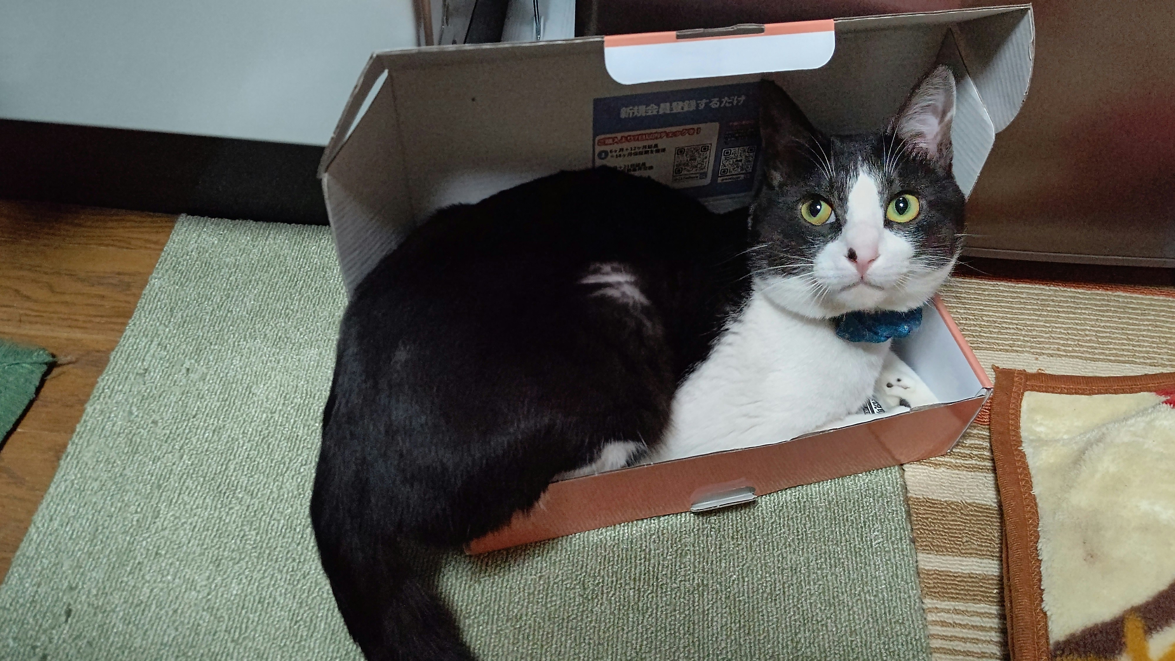 纸箱里慵懒休息的猫