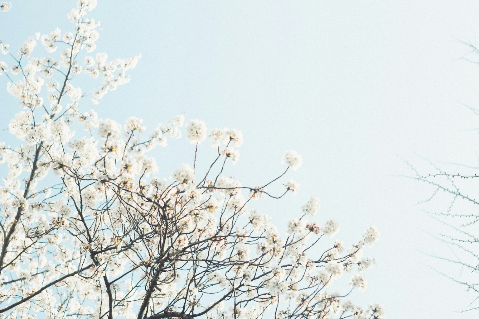 Parte de un árbol con flores blancas bajo un cielo azul