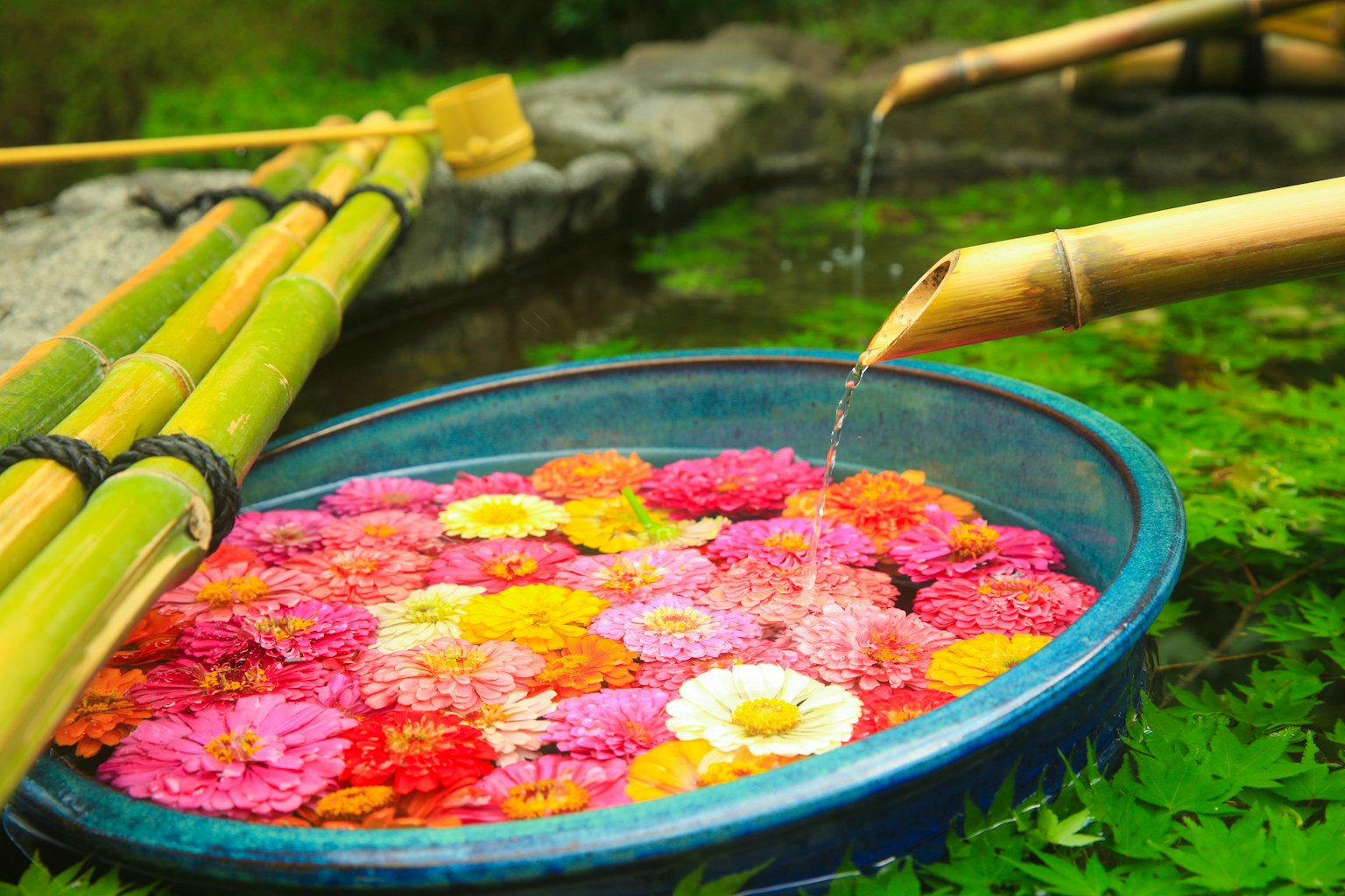 Flores coloridas flotando en un tazón azul en un jardín sereno