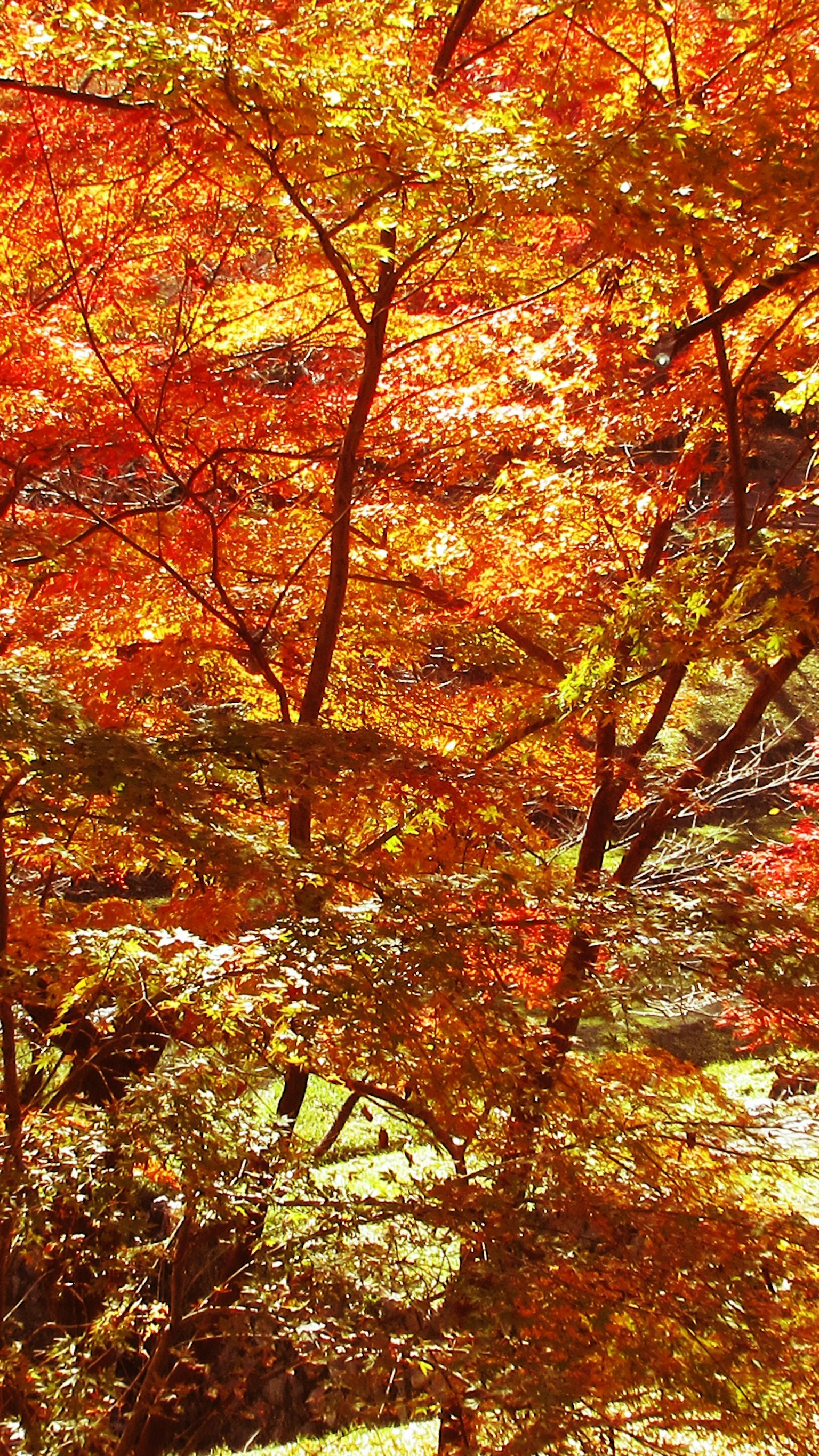 鮮やかな紅葉の木々が並ぶ秋の風景