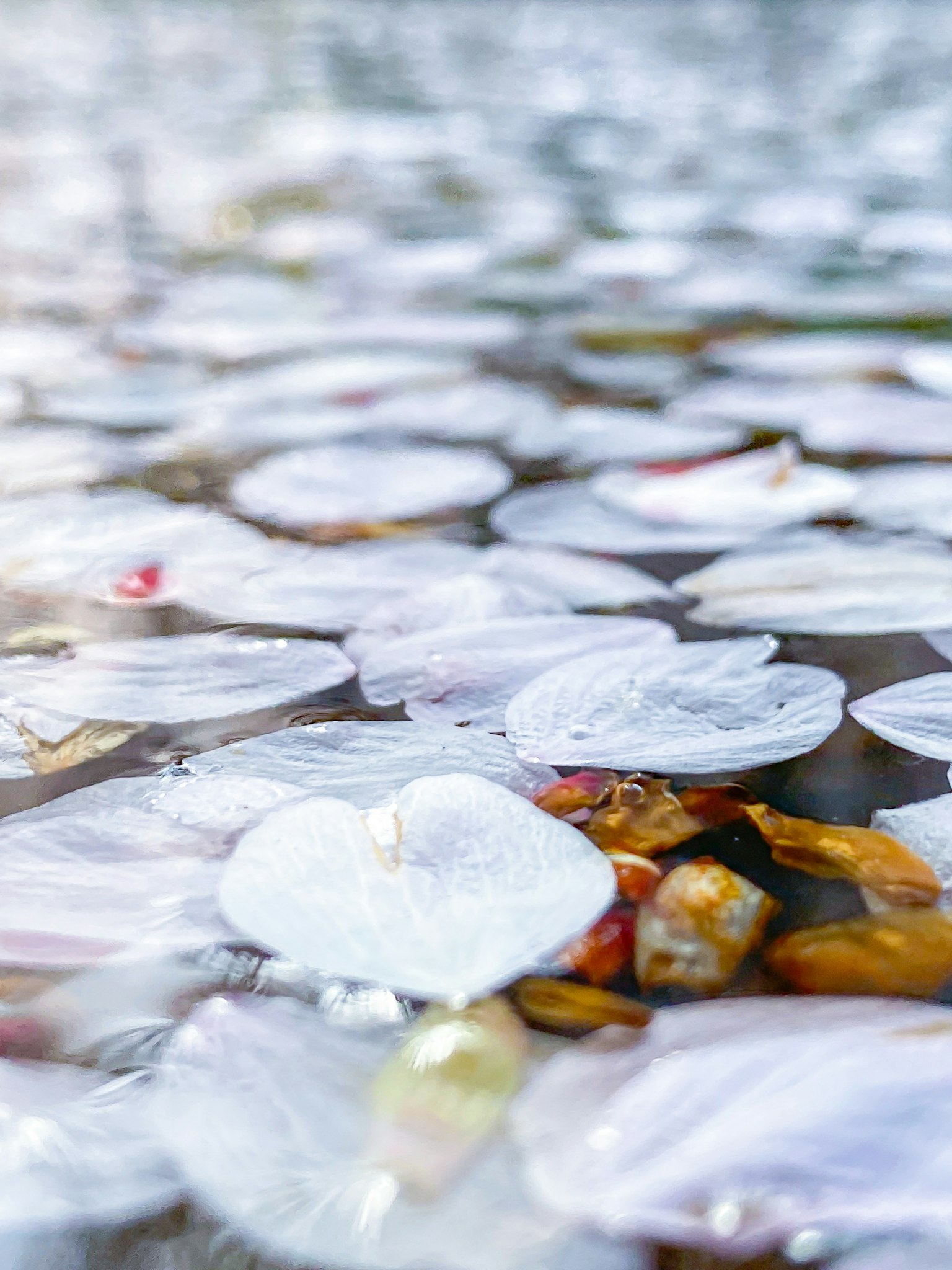 Eine ruhige Ansicht von weißen Blütenblättern, die auf Wasser schwimmen, mit bunten Kieselsteinen darunter