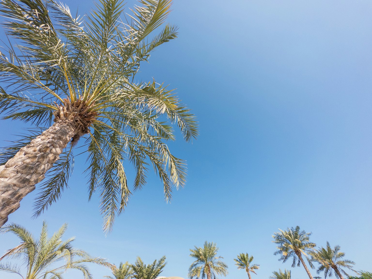 Cluster of palm trees under a clear blue sky
