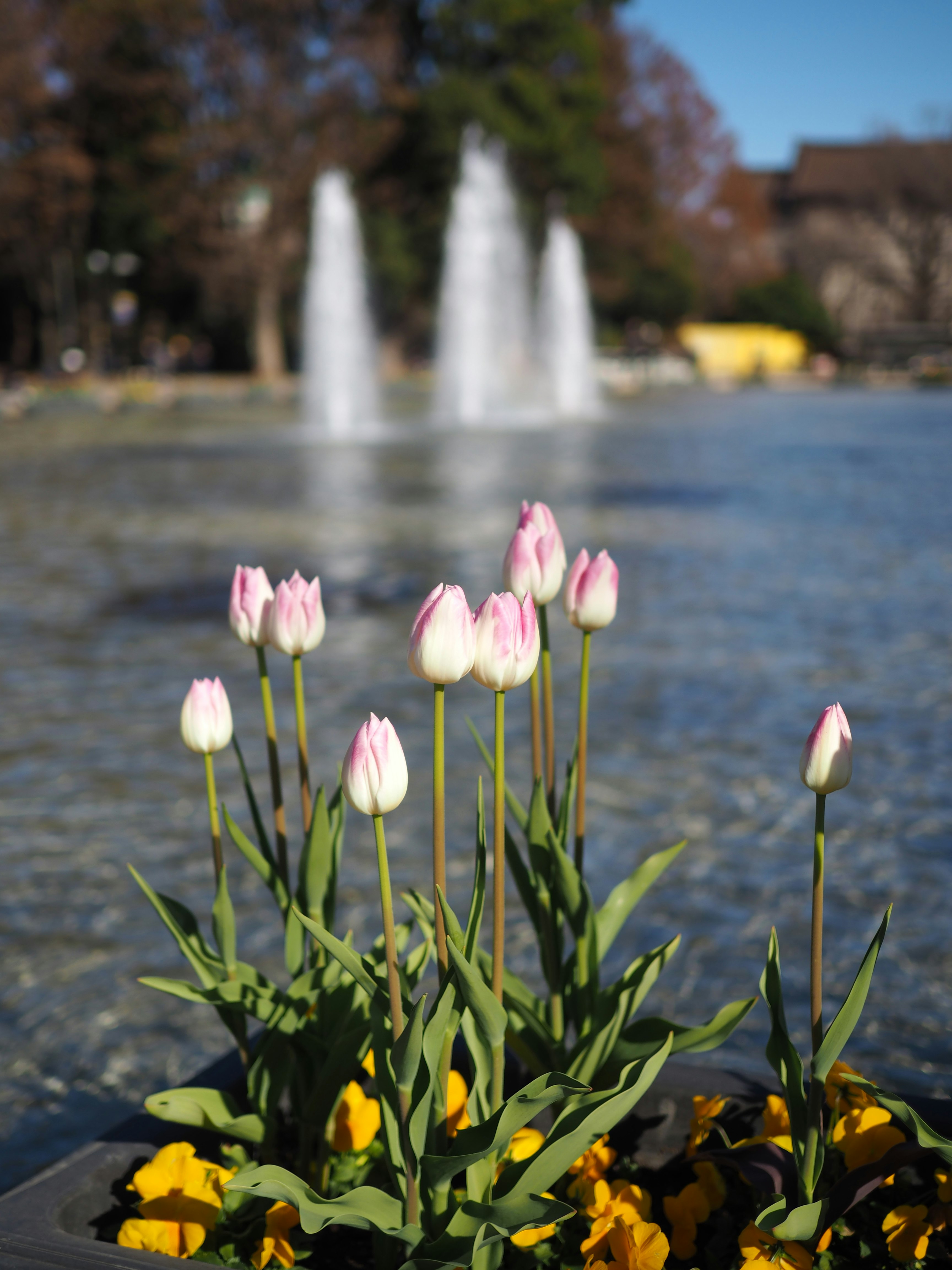 噴水のある公園で咲くチューリップの花