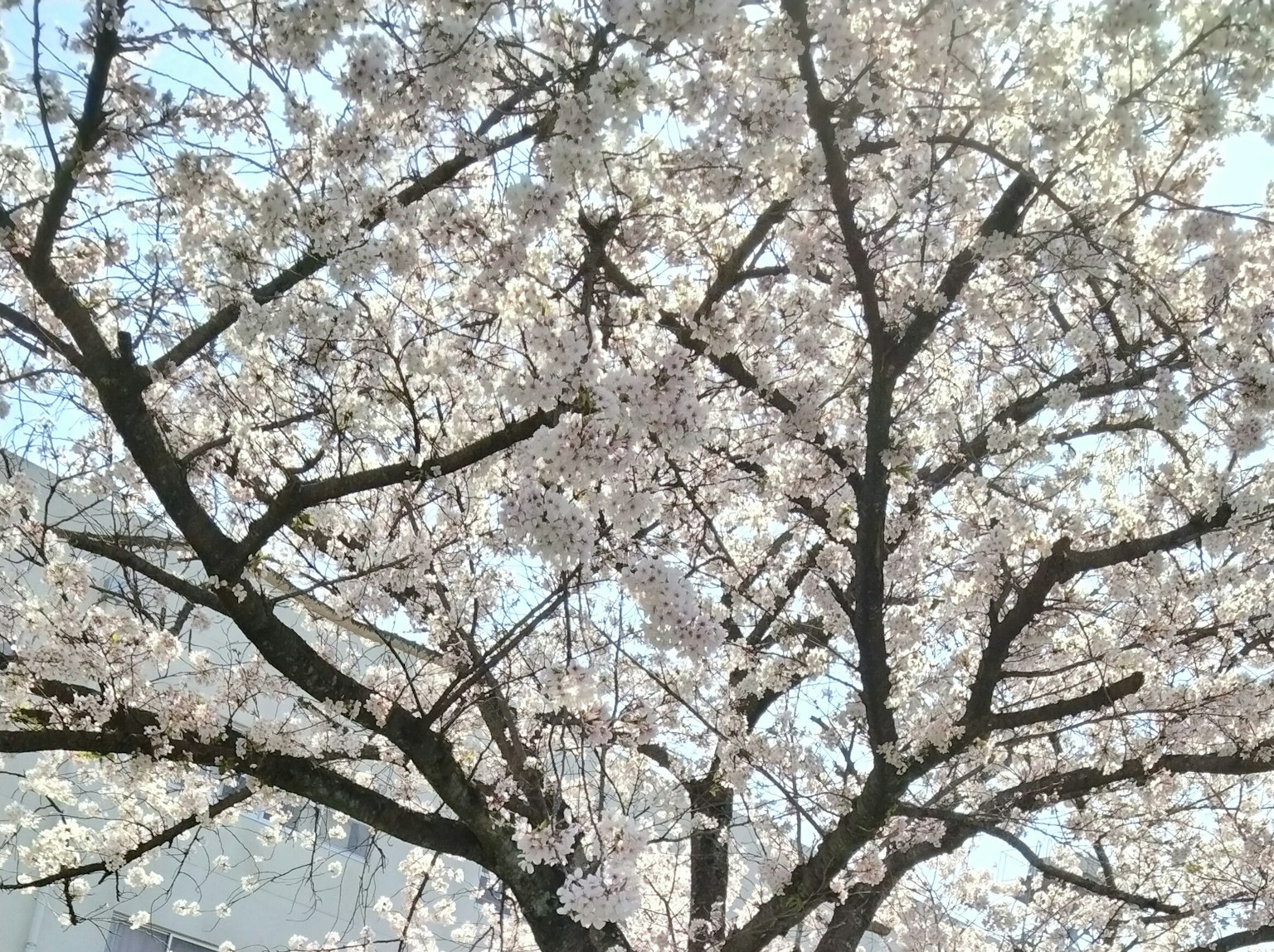 View of a cherry blossom tree in full bloom