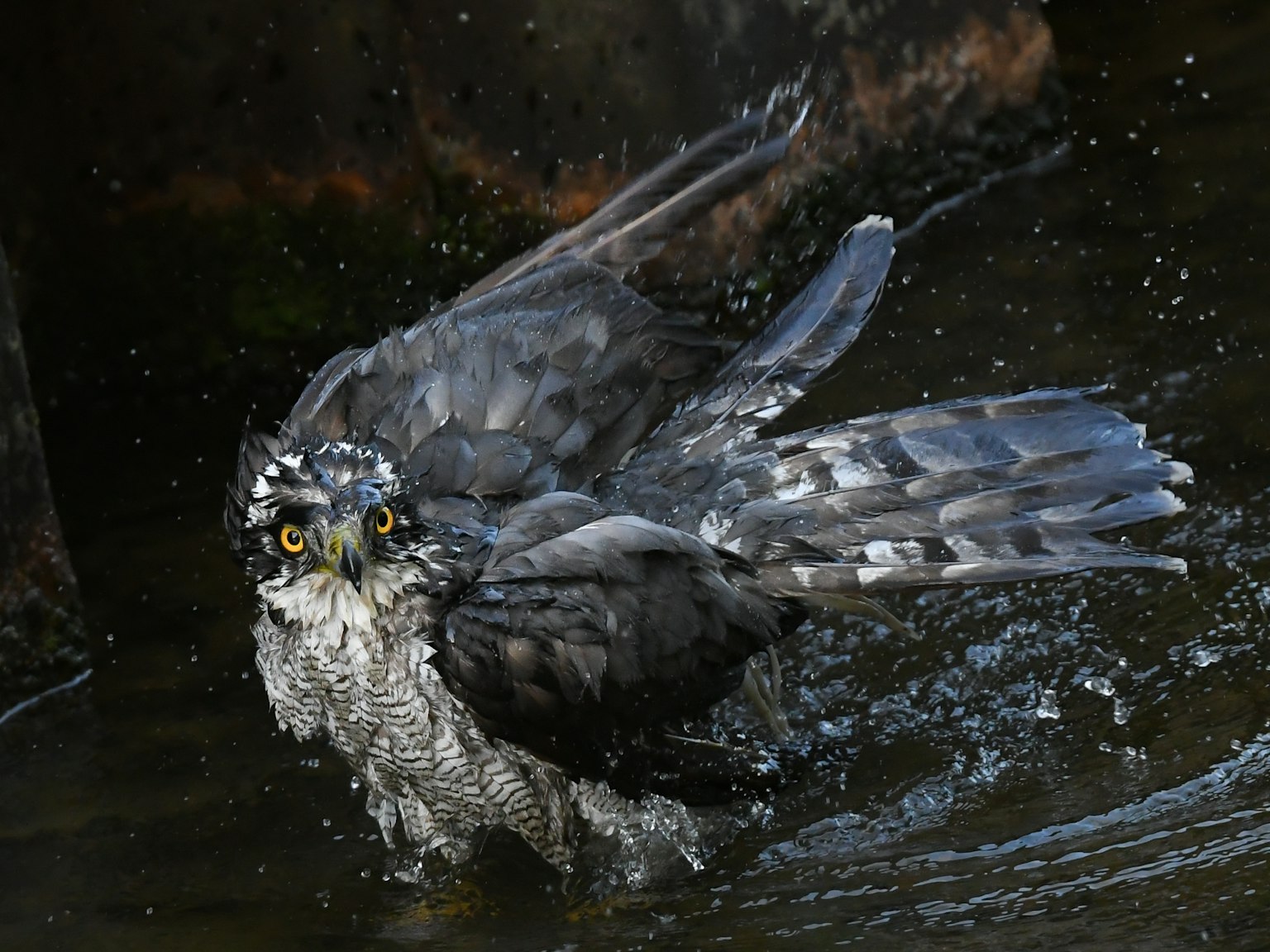 Uccello rapace che spruzza nell'acqua con le ali spiegate