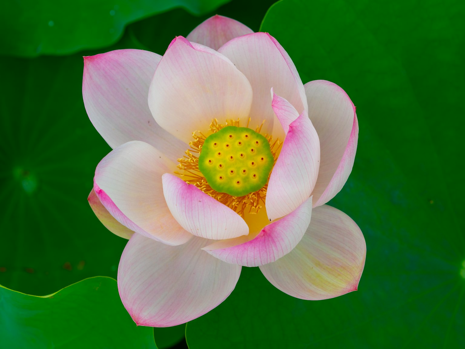 一朵美丽的莲花在绿色的叶子上盛开