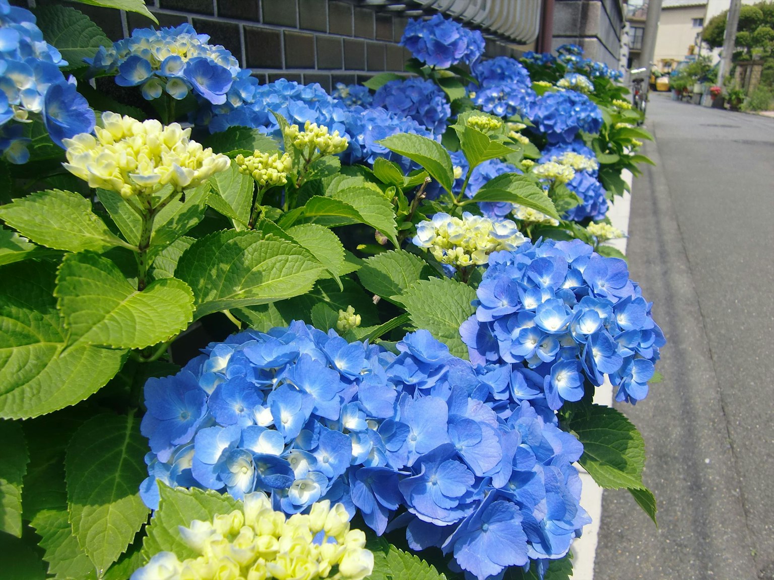 蓝色绣球花在街道旁盛开