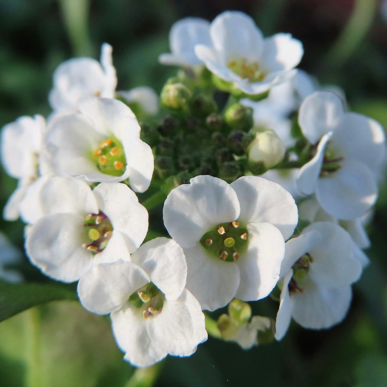 Un groupe de fleurs blanches avec des centres verts