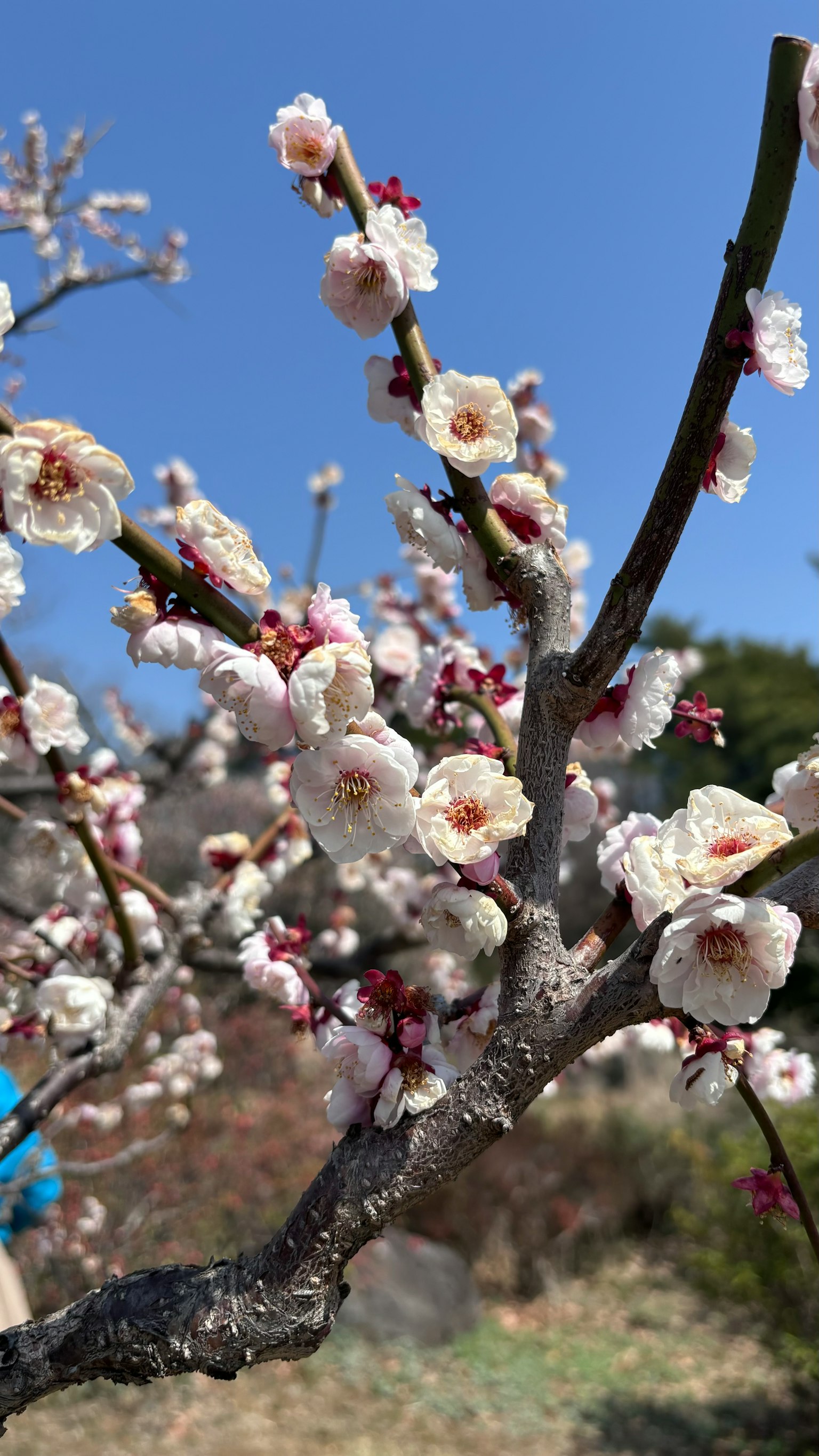 Rama de ciruelo con flores blancas contra un cielo azul