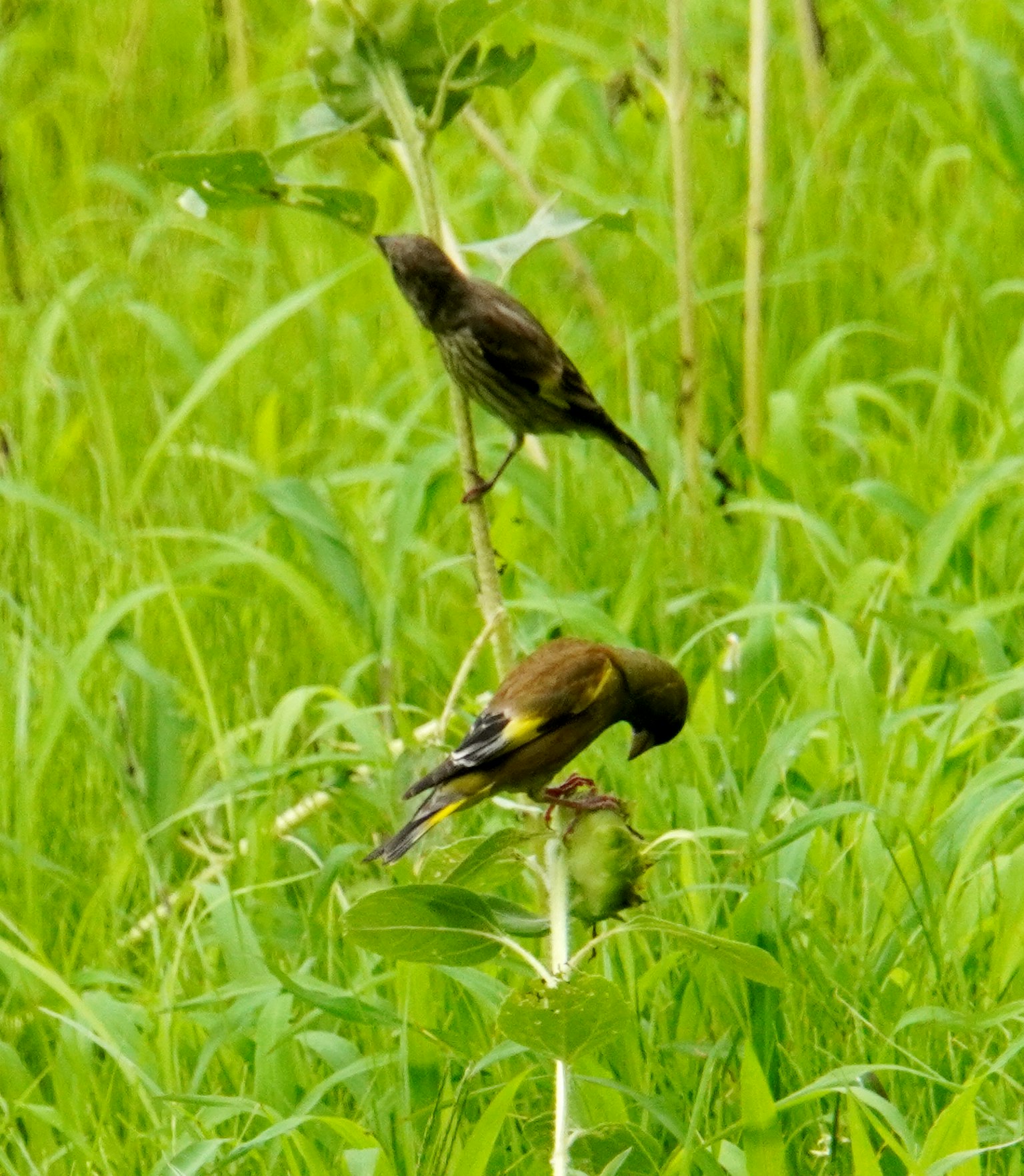 Due piccoli uccelli appollaiati su una pianta in un prato verde