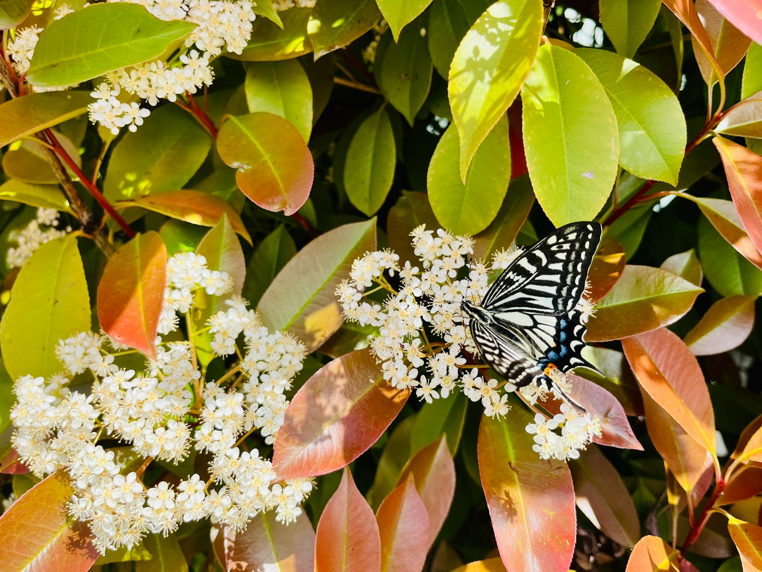 Papillon bleu et noir se reposant sur des fleurs blanches et des feuilles vertes