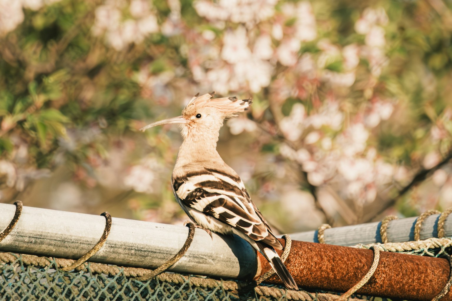 Un oiseau ressemblant à un huppe perché sur une clôture avec des fleurs en arrière-plan