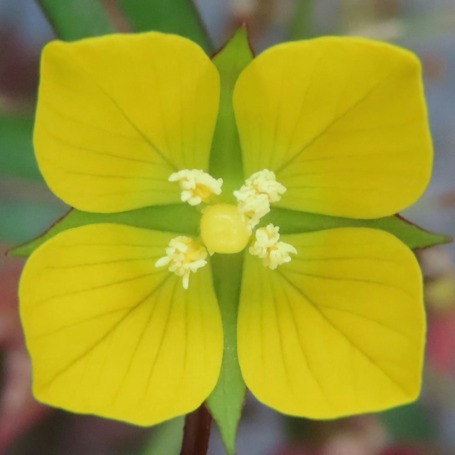 네 개의 꽃잎을 가진 생생한 노란 꽃의 클로즈업