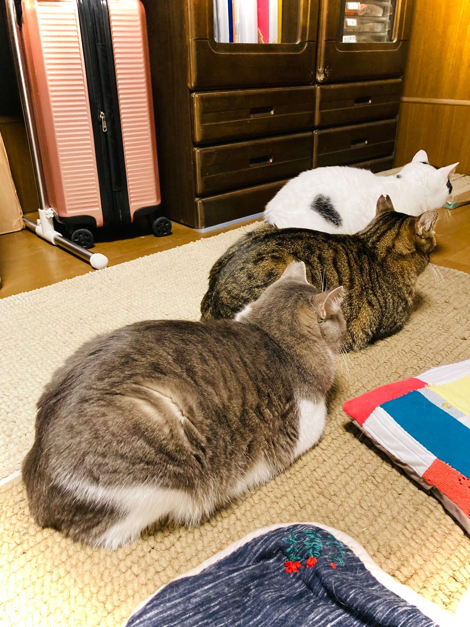 Tre gatti seduti in una stanza giapponese tradizionale