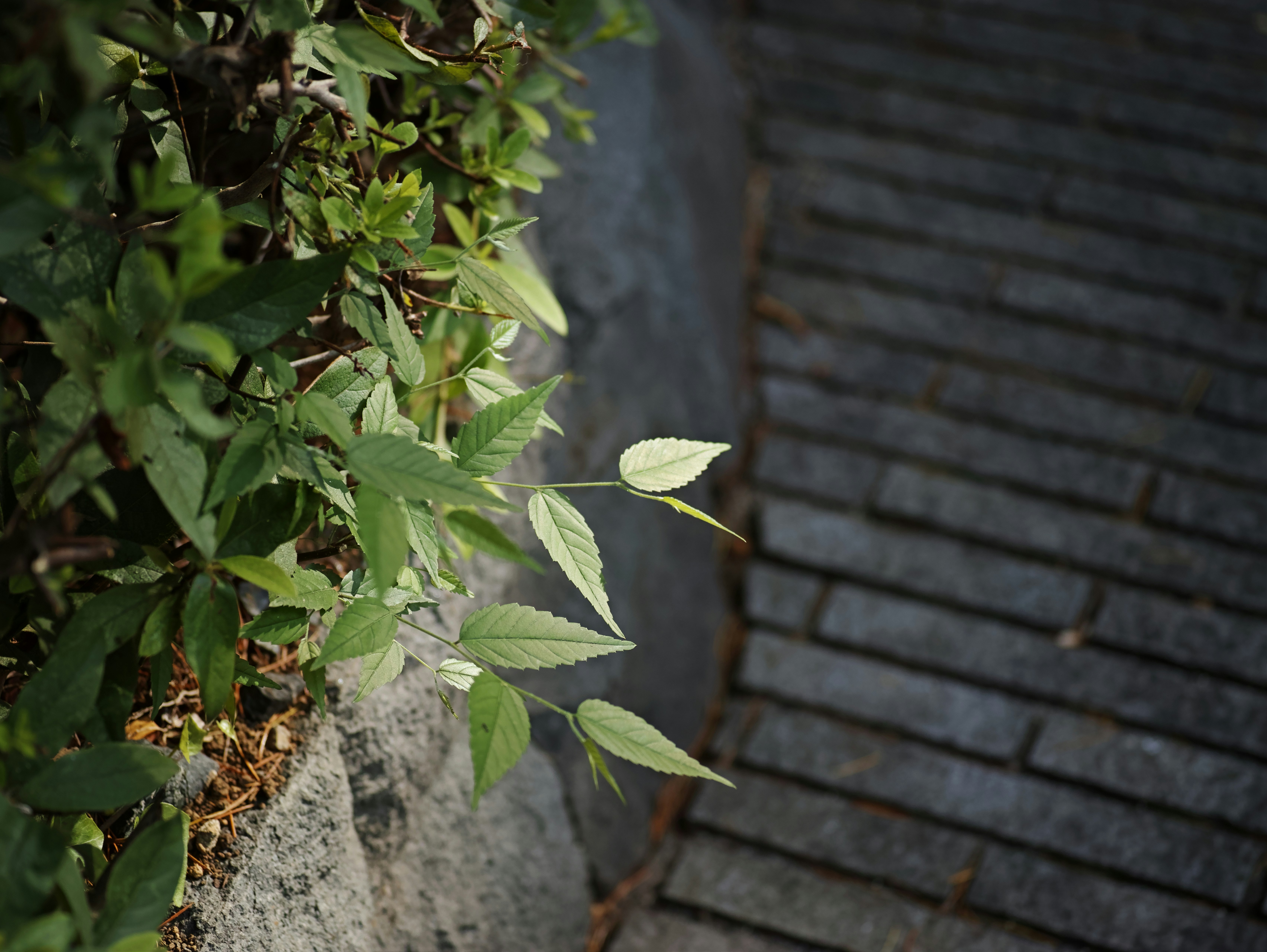 花盆旁的葉片與小花的寧靜花園角落