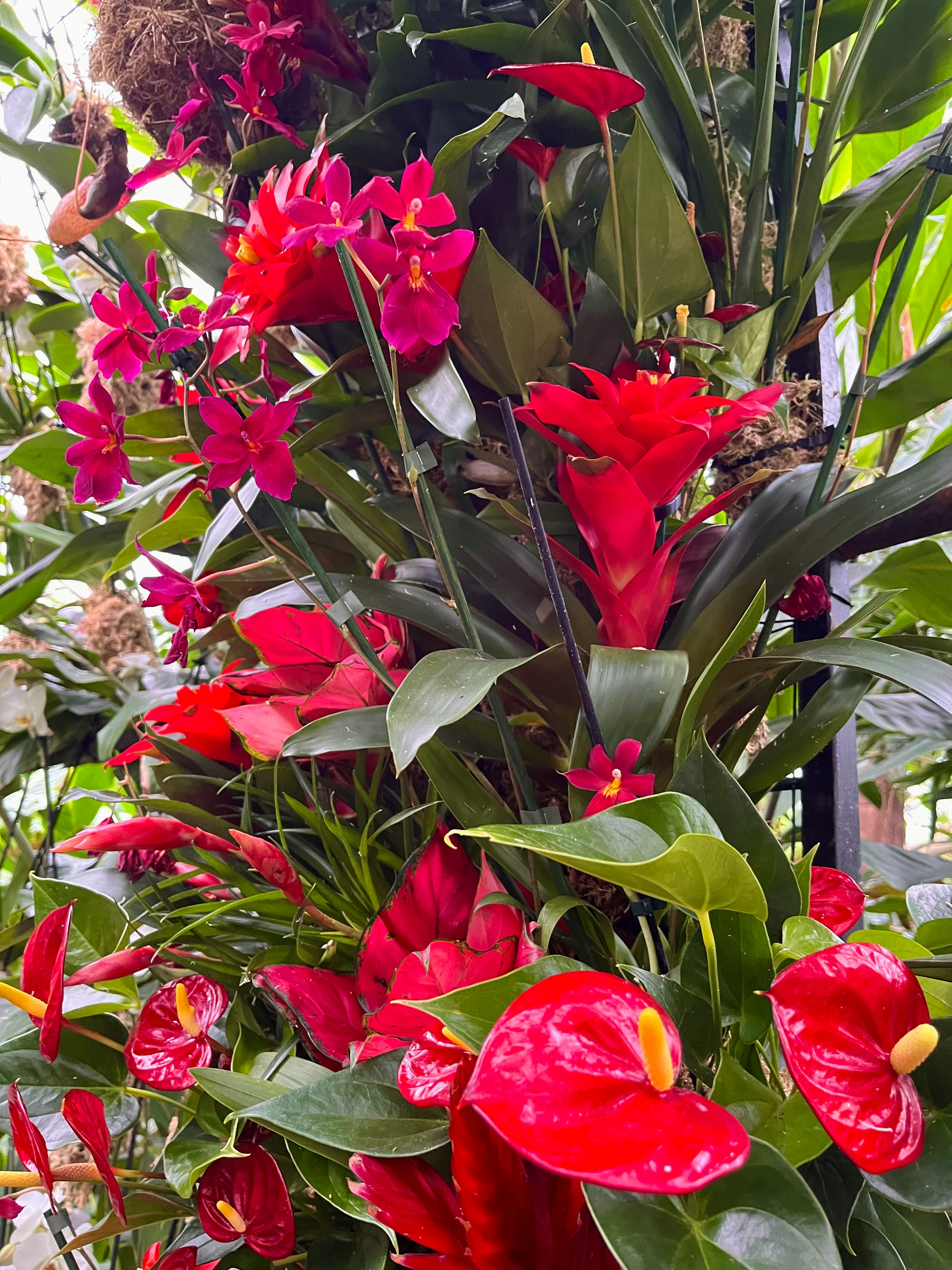 赤やピンクの花が密に咲く観葉植物の寄り画像