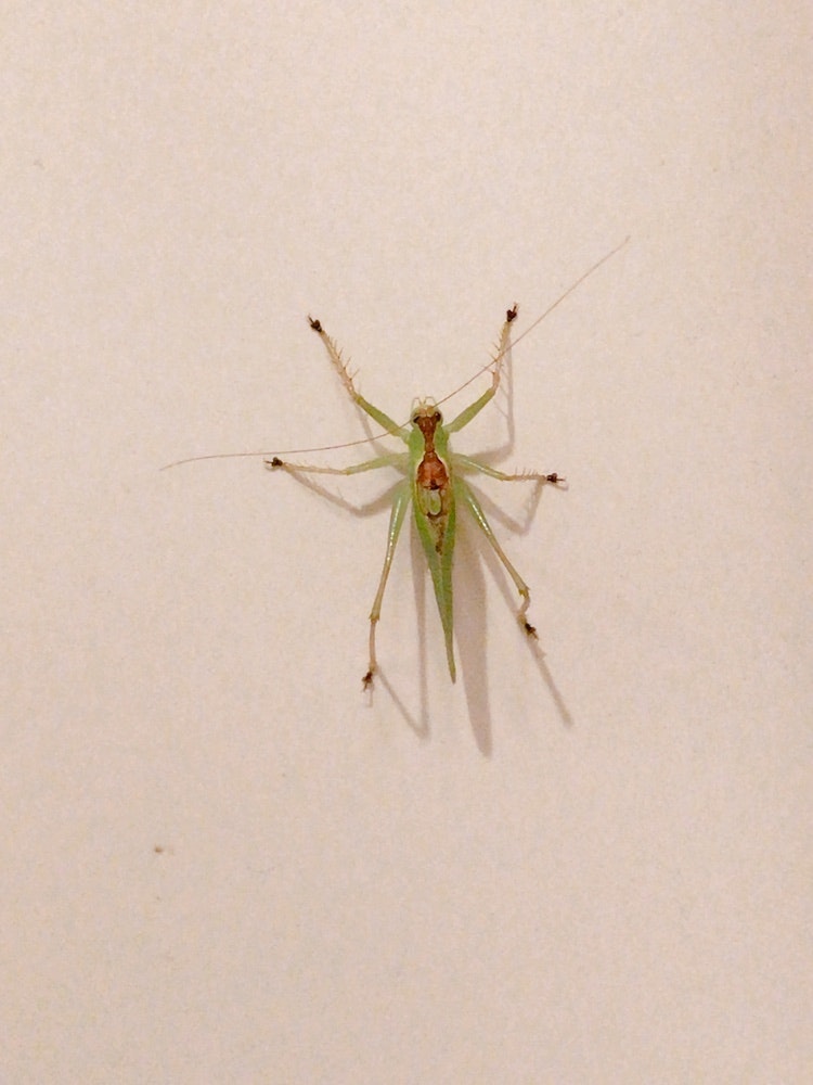 Gros plan d’une punaise verte sur un mur blanc
