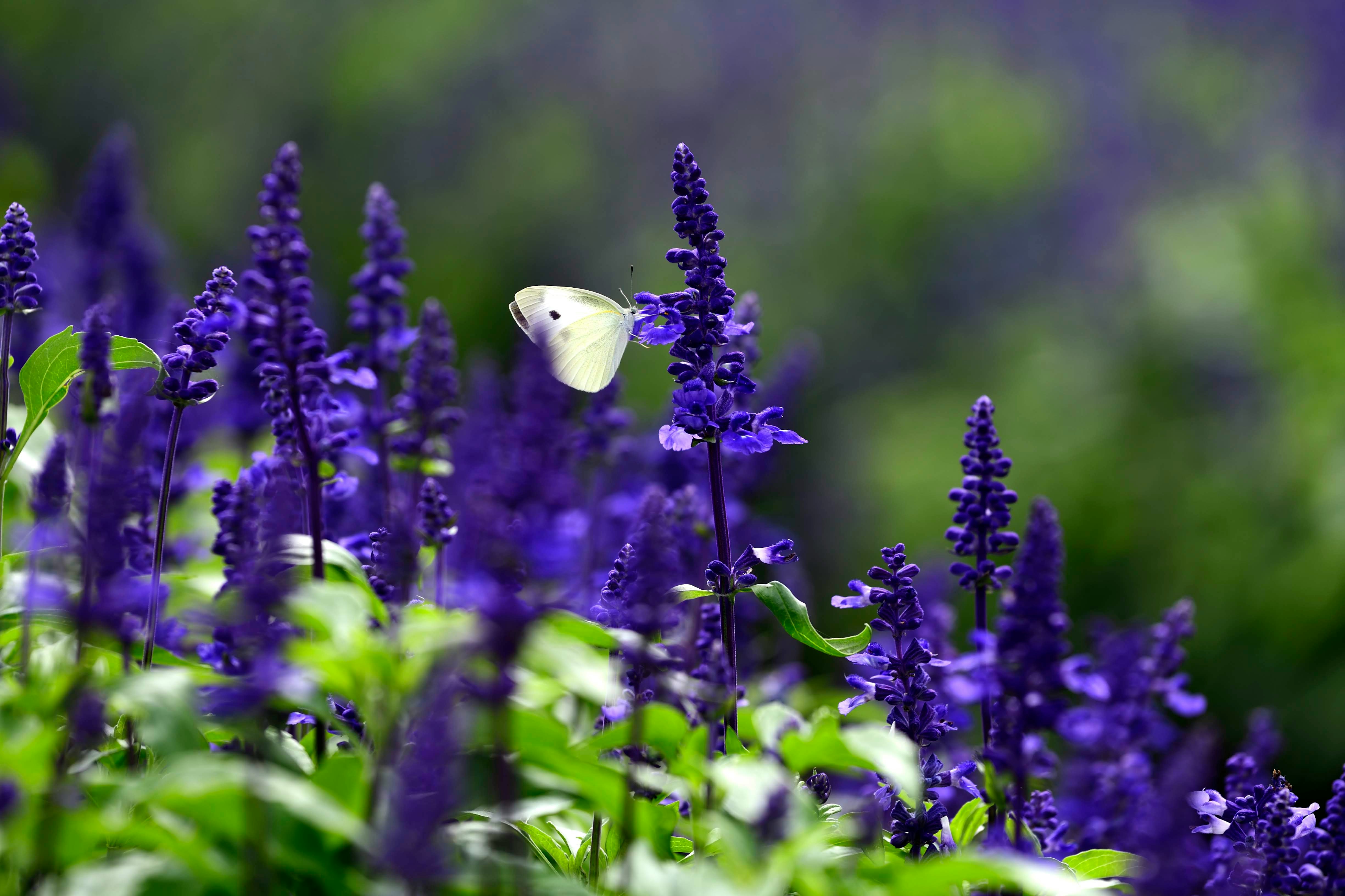 紫の花畑で舞う白い蝶