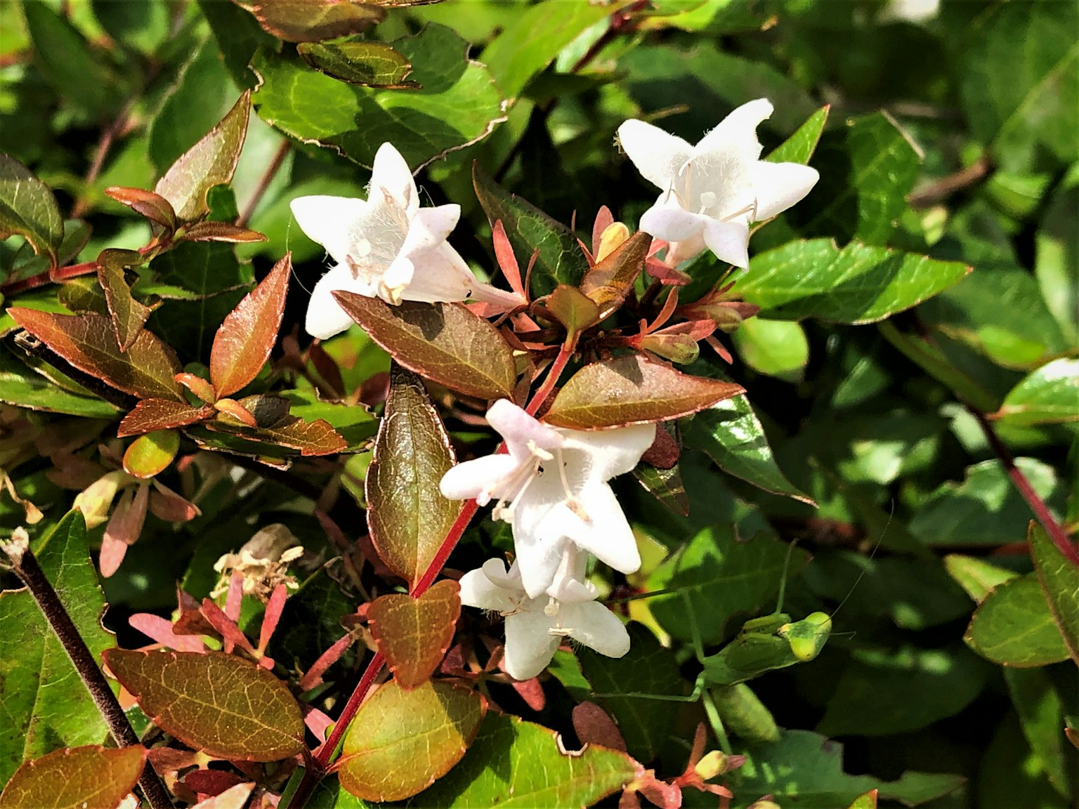 Primo piano di una pianta con fiori bianchi e foglie verdi