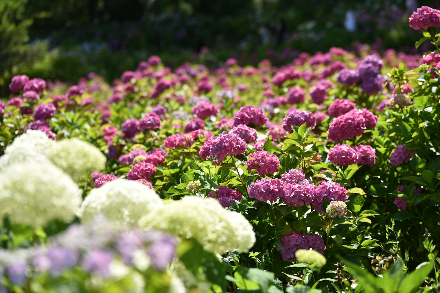 Vibrant hydrangeas in shades of purple and white blooming in a garden