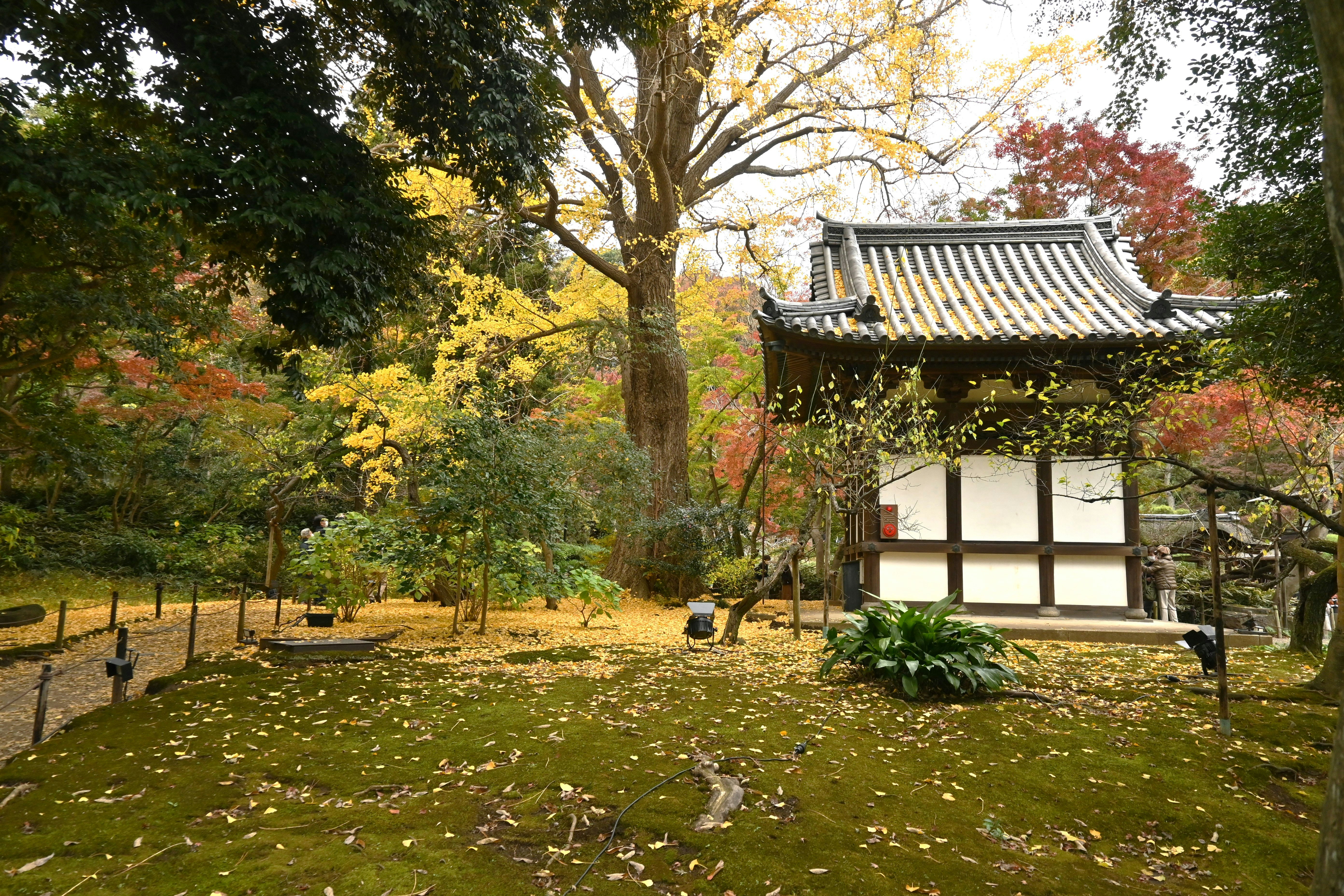 tòa nhà kiểu Nhật trong khu vườn Sankeien ở Yokohama với lá mùa thu
