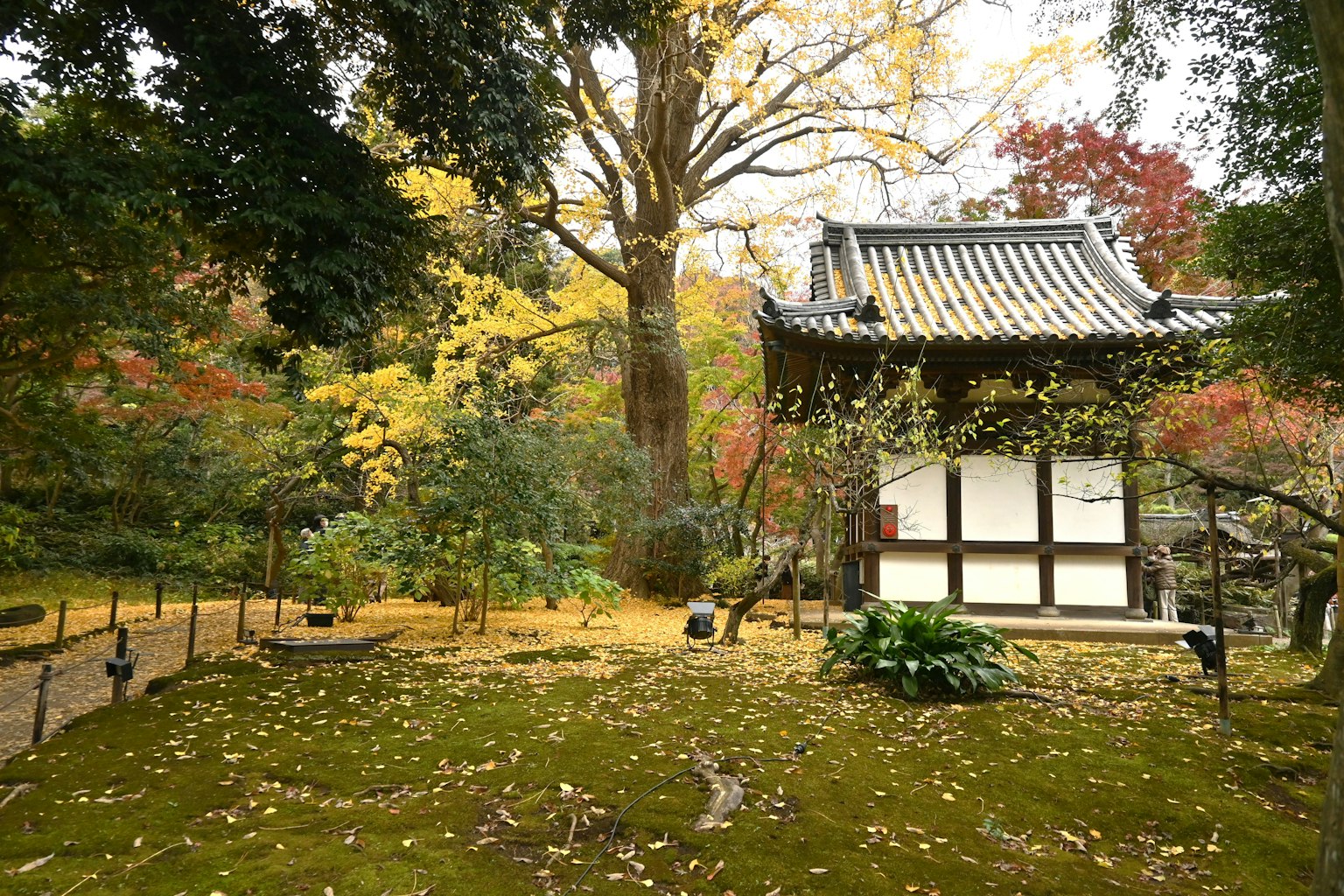 Pemandangan taman Jepang dengan warna musim gugur menampilkan bangunan tradisional dan pohon besar