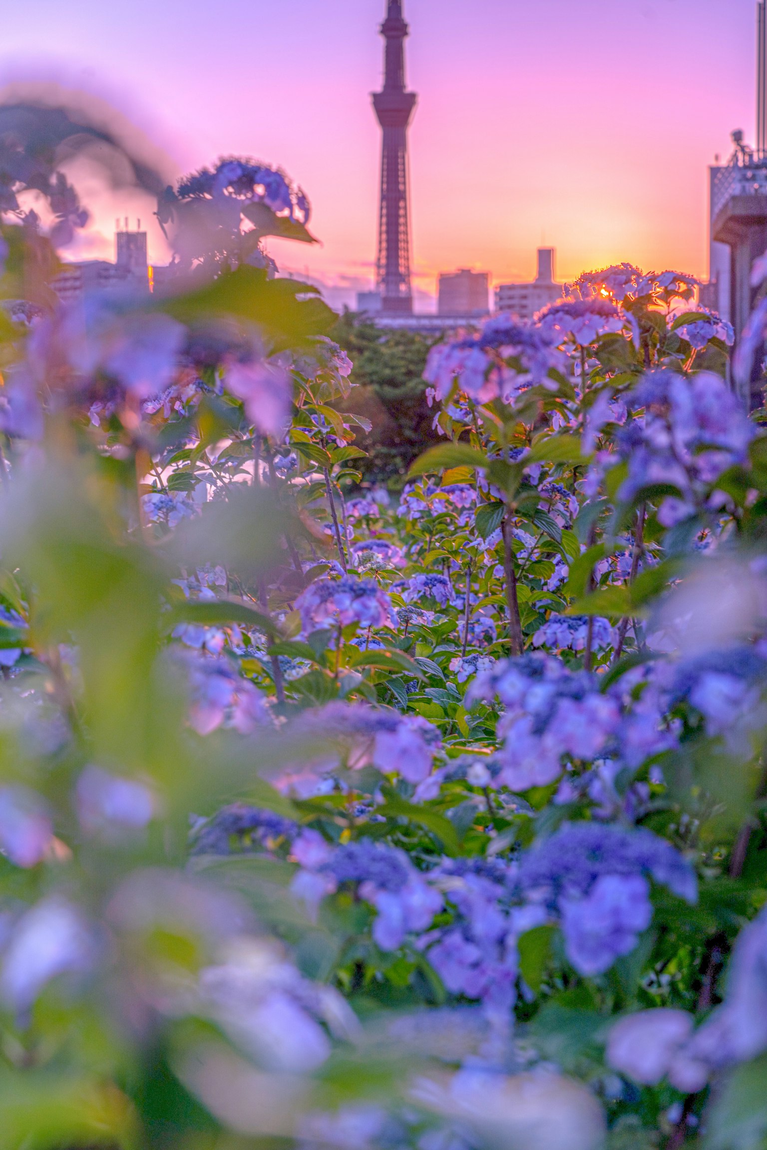 Cảnh đẹp với hoa tím ở phía trước và tháp minaret của nhà thờ Hồi giáo vào lúc hoàng hôn