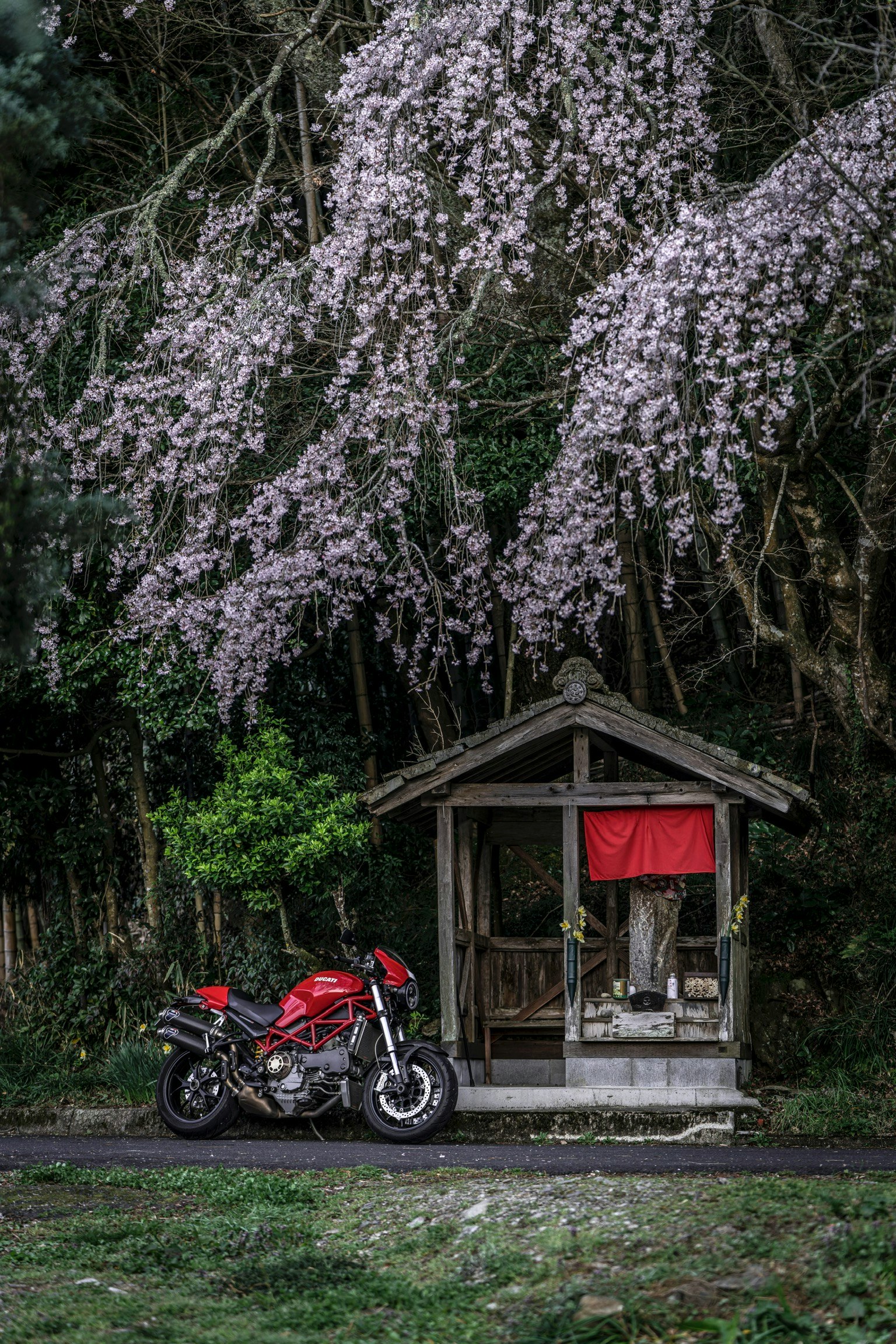 しだれ桜の下に停められたバイクと小さな祠の前の赤い布