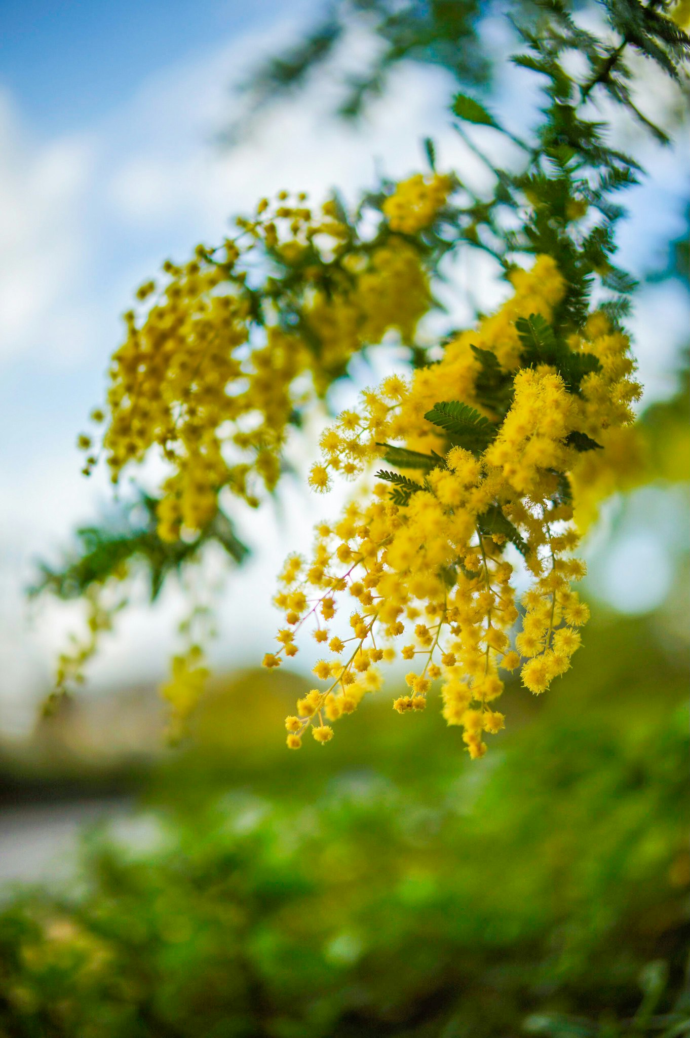 Spring branch tips with bright yellow mimosa flowers