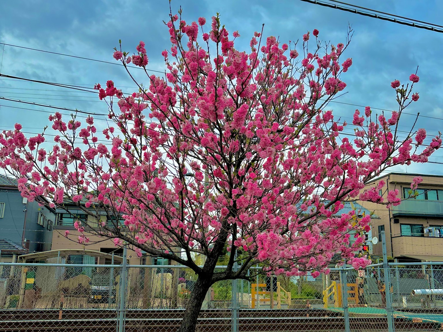 Arbre de cerisier en fleurs avec des fleurs roses sur fond de ciel bleu