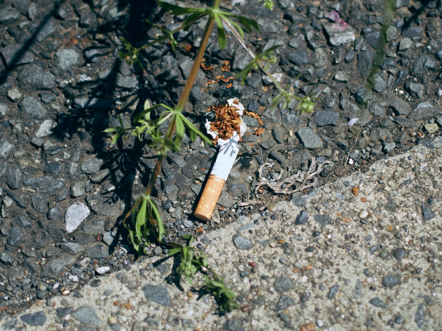 Moccolo di sigaretta e erba sul marciapiede