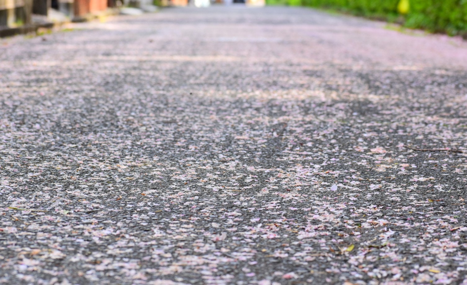 Jalan tertutup kelopak bunga sakura