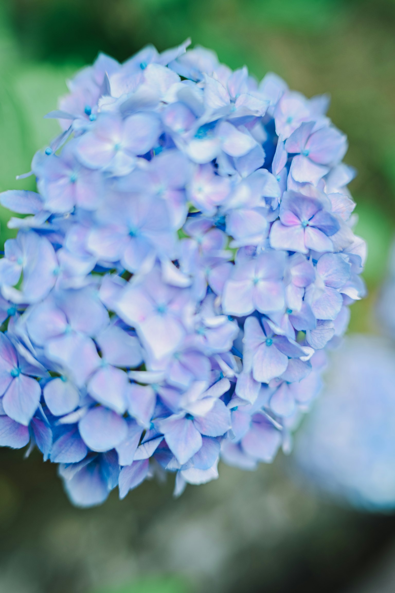 Un ricco gruppo di fiori di ortensia blu in fiore