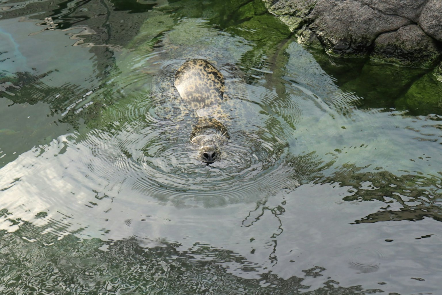 A seal swimming in calm water with ripples