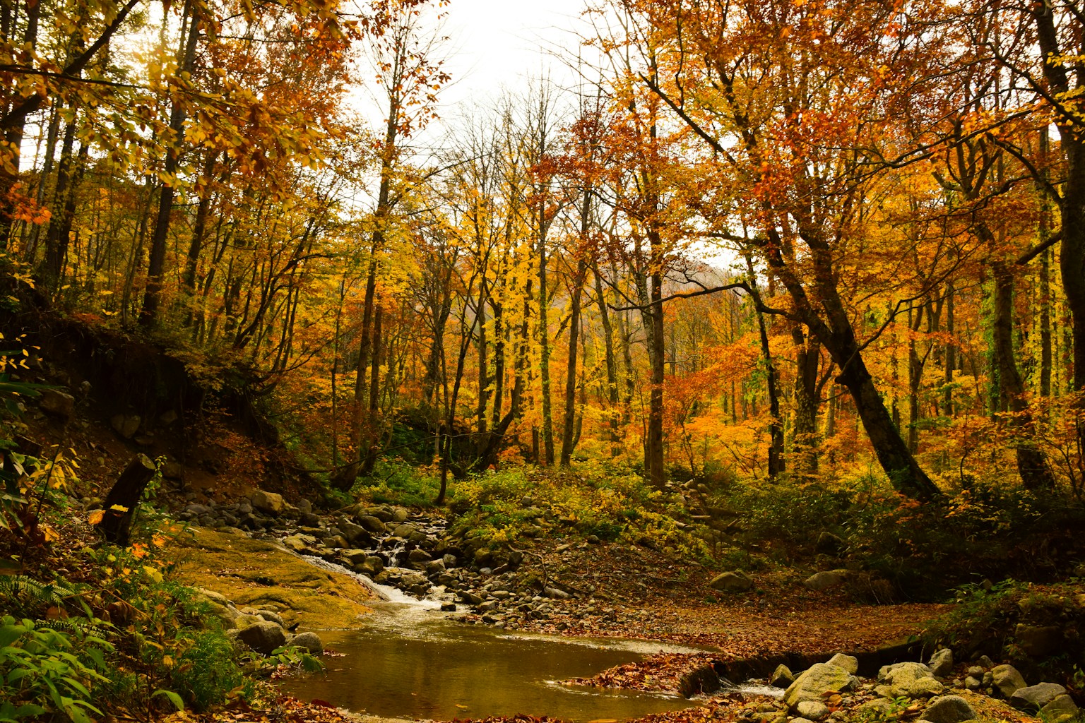 Ein ruhiger Bach, der durch einen Wald mit lebhaftem Herbstlaub fließt