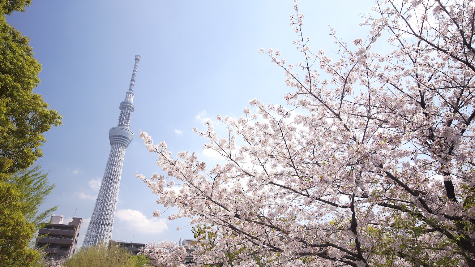 Tokyo Skytree entouré de cerisiers en fleurs