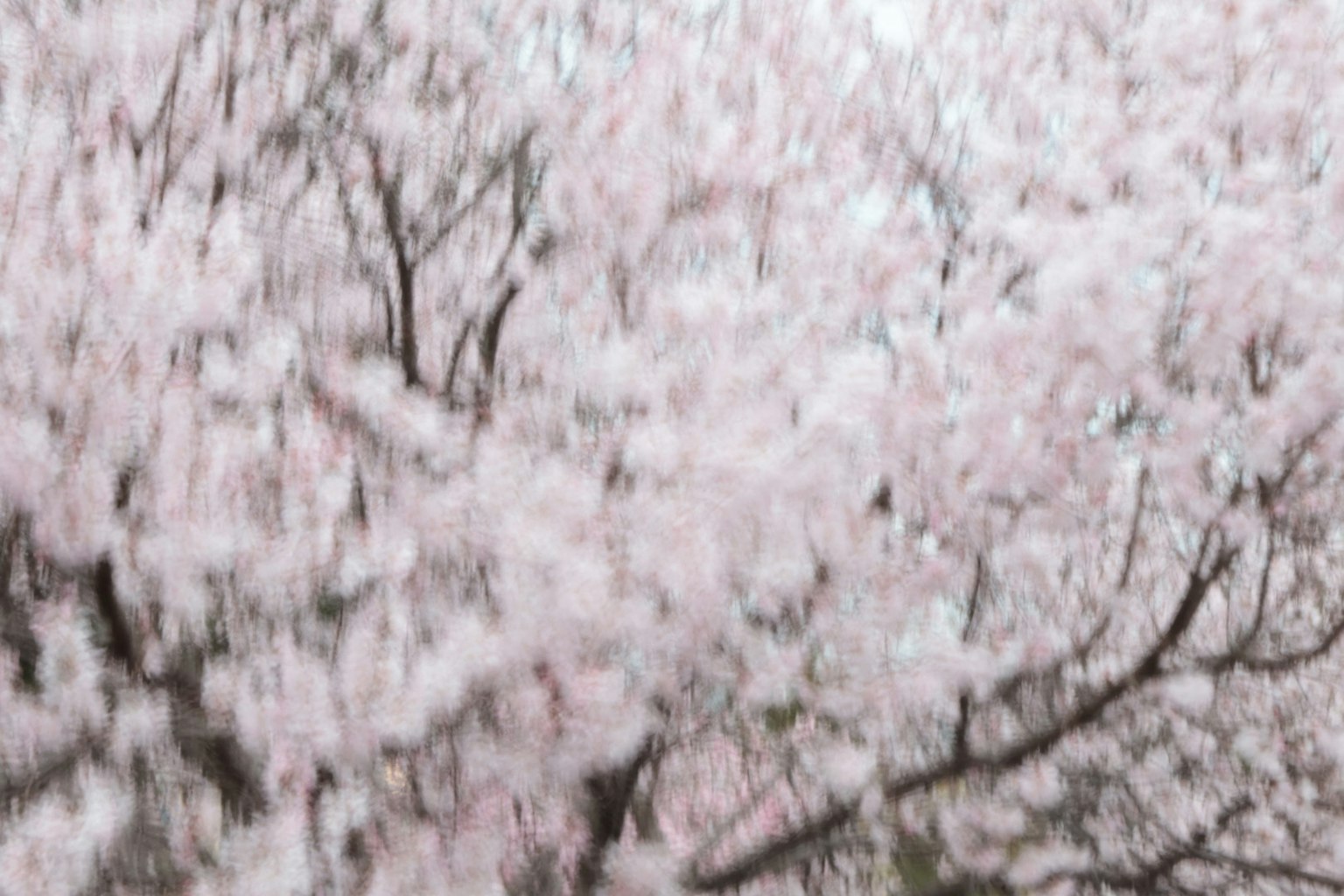 盛開的櫻花樹