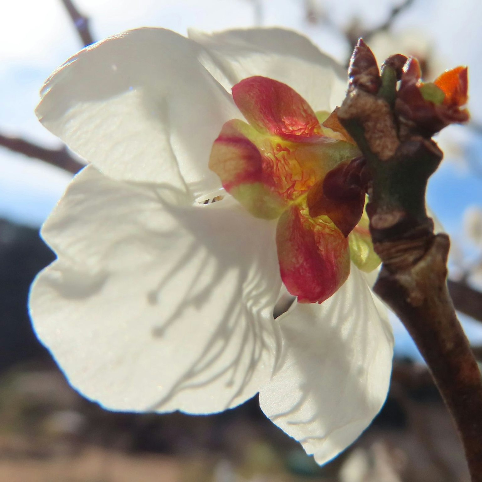 Primer plano de una flor blanca con pétalos rojos en el centro