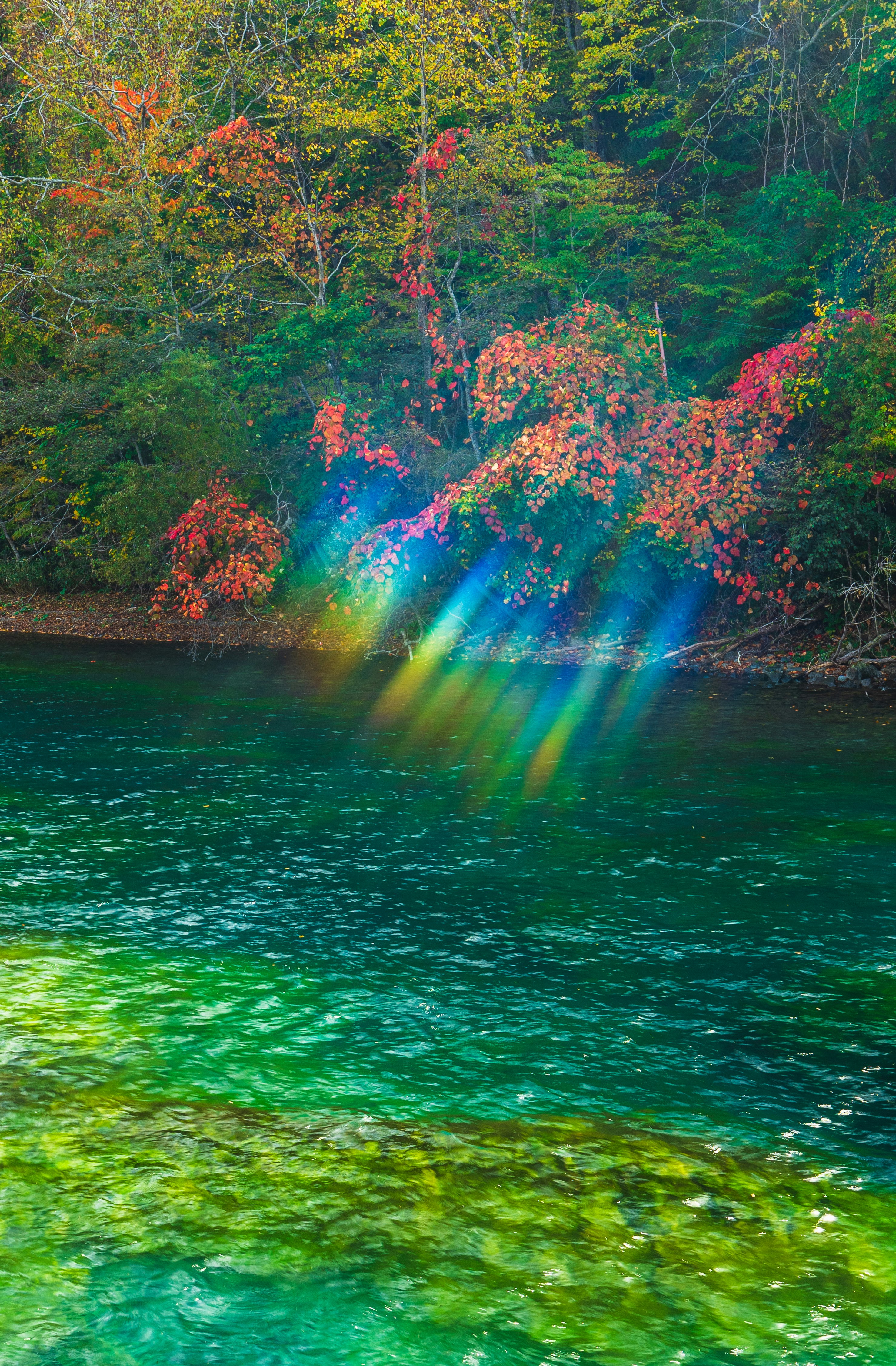 色づく木々と緑の川面の水草が広がる渓流の風景