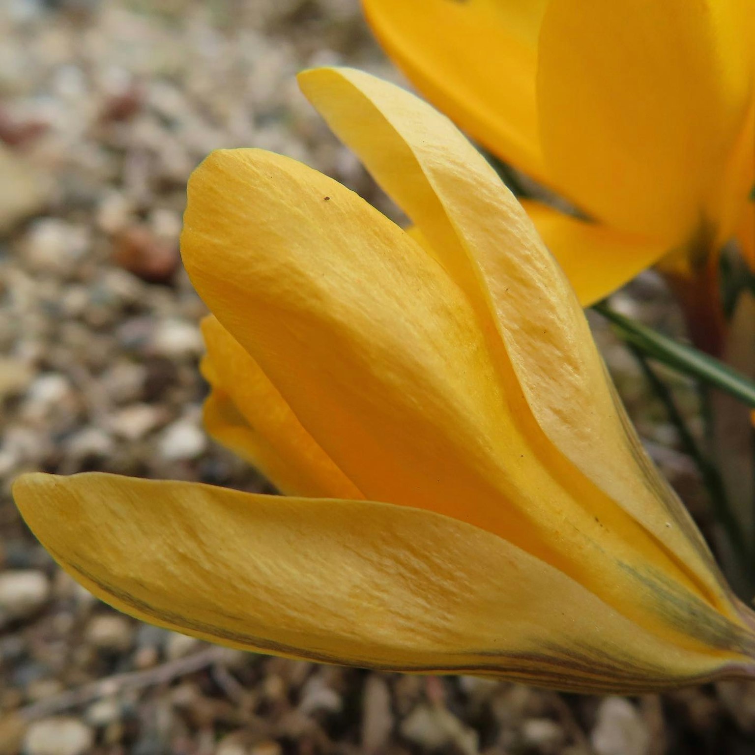 Primo piano di un petalo di croco giallo su ghiaia