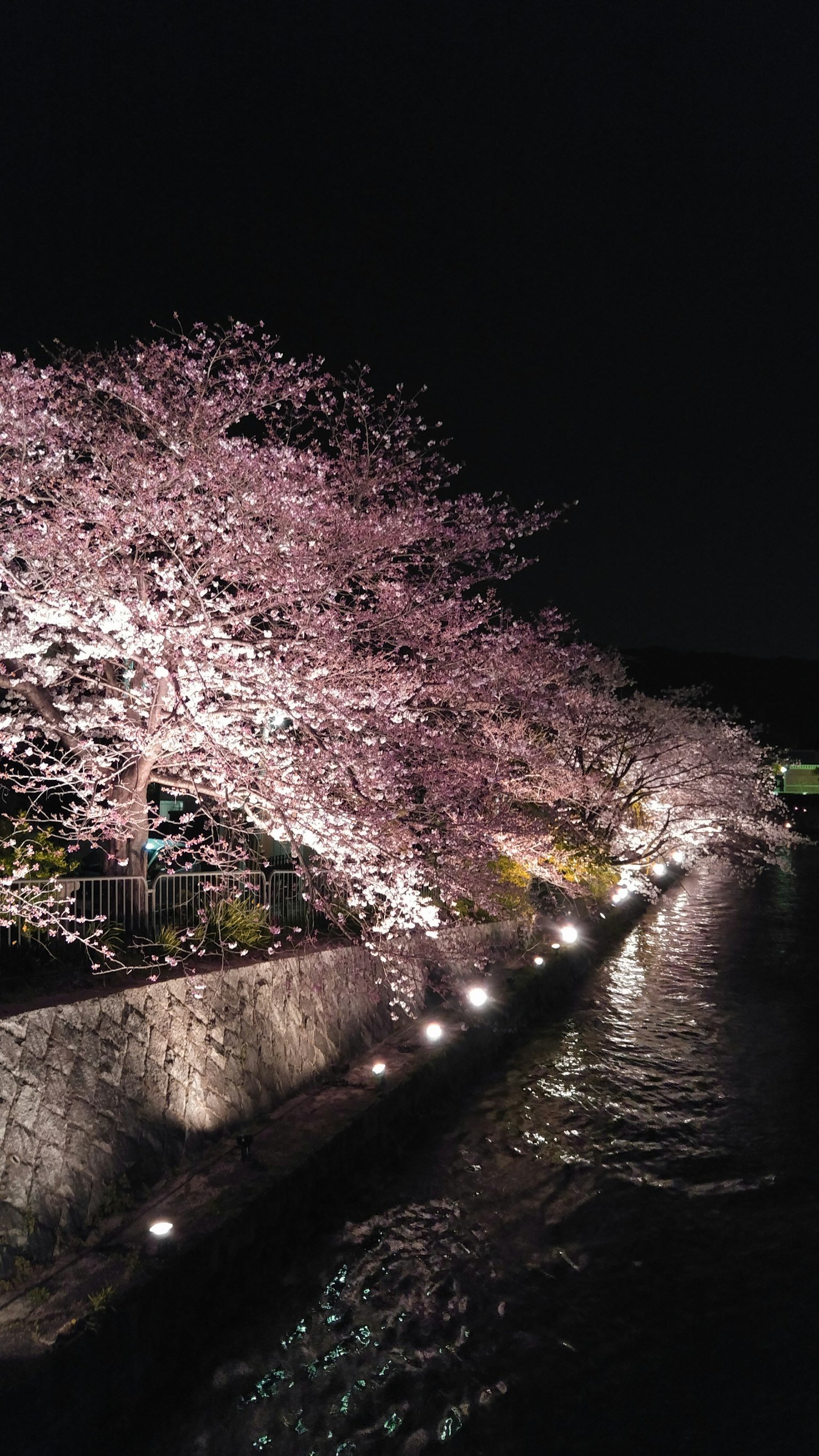 Hermosa vista de los cerezos y el río de noche