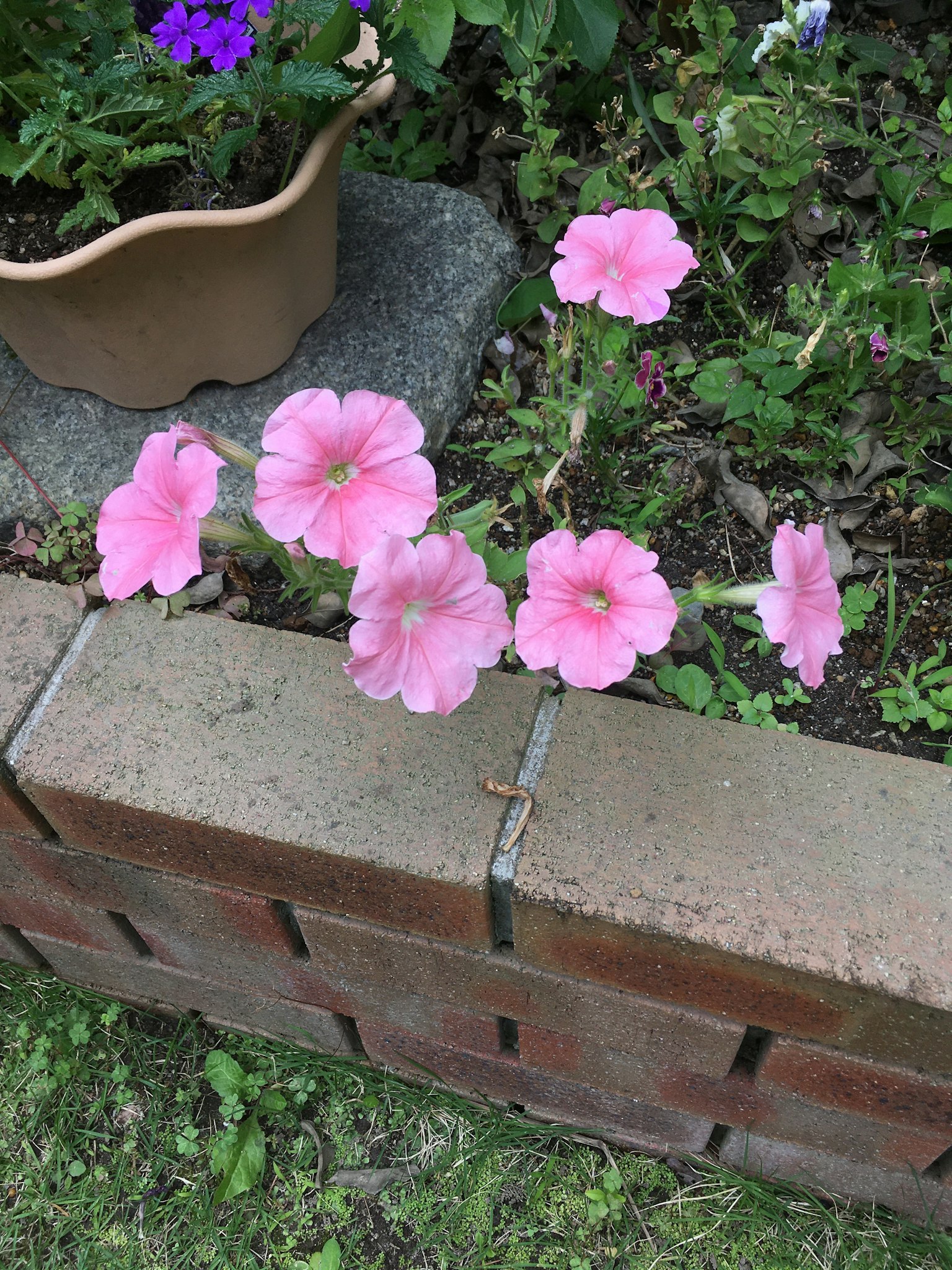 Rosa Petunienblüten blühen vor einer Ziegelmauer