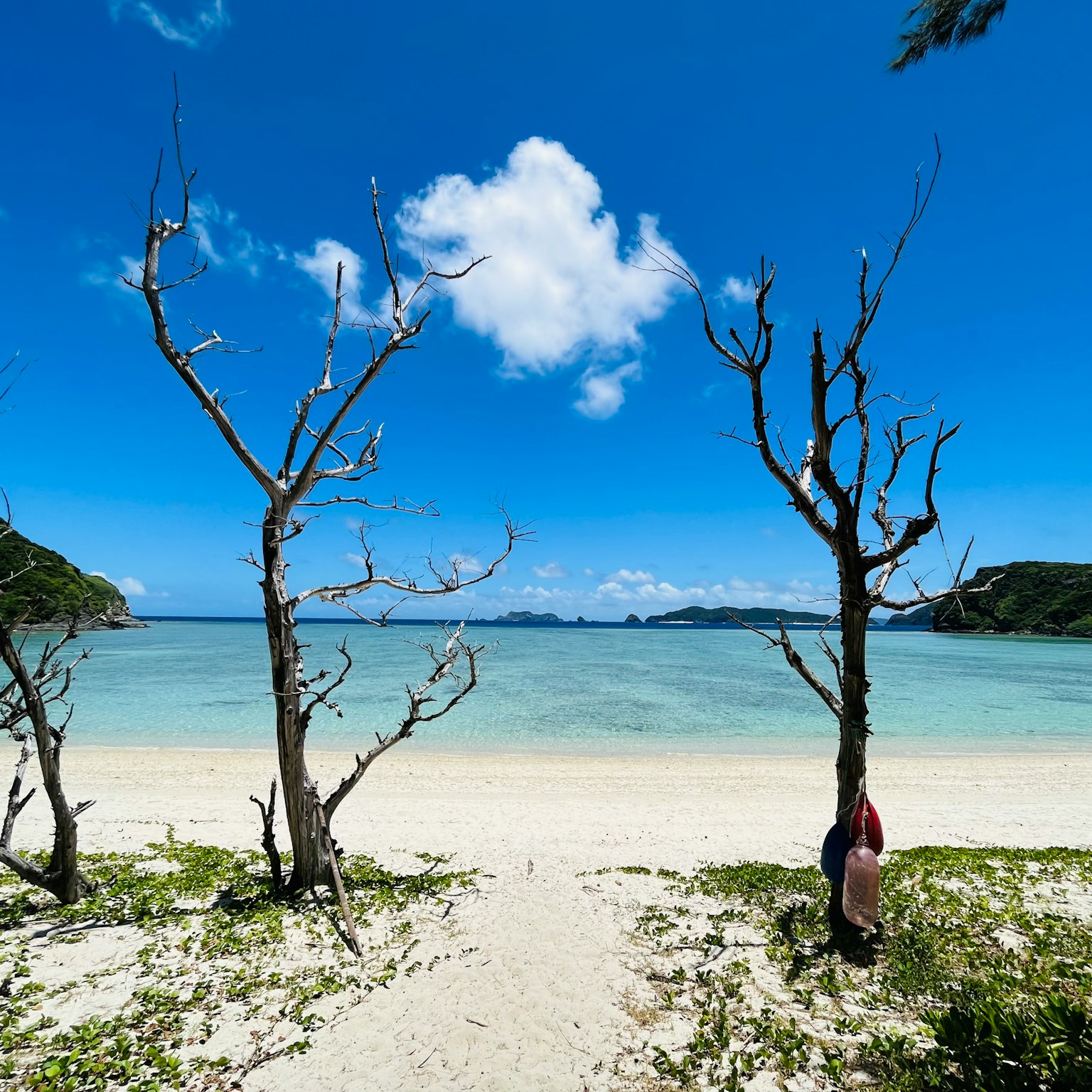 Una scena di spiaggia con due alberi secchi sotto un cielo blu e nuvole bianche
