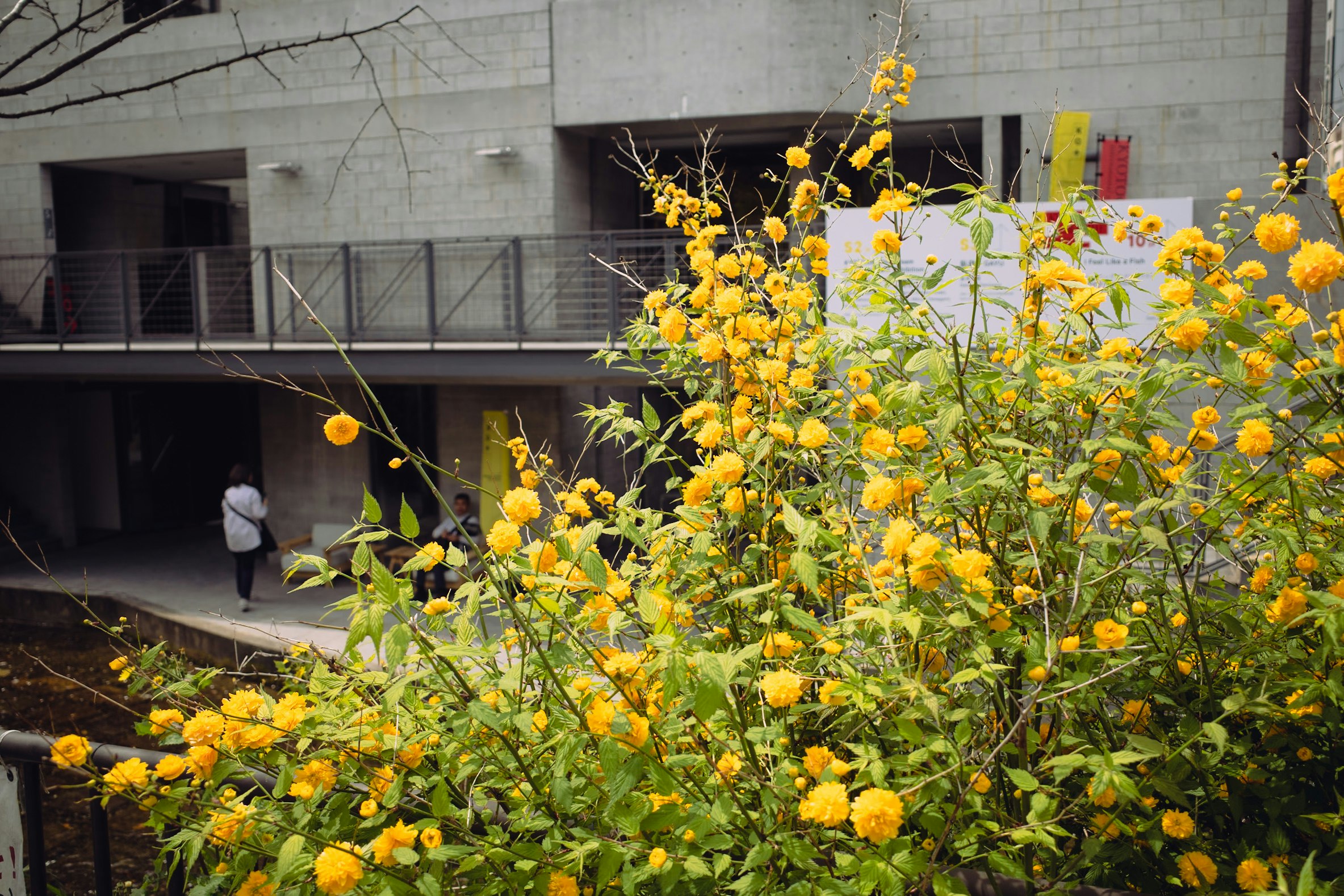 spazio esterno tipo cortile pieno di fiori gialli