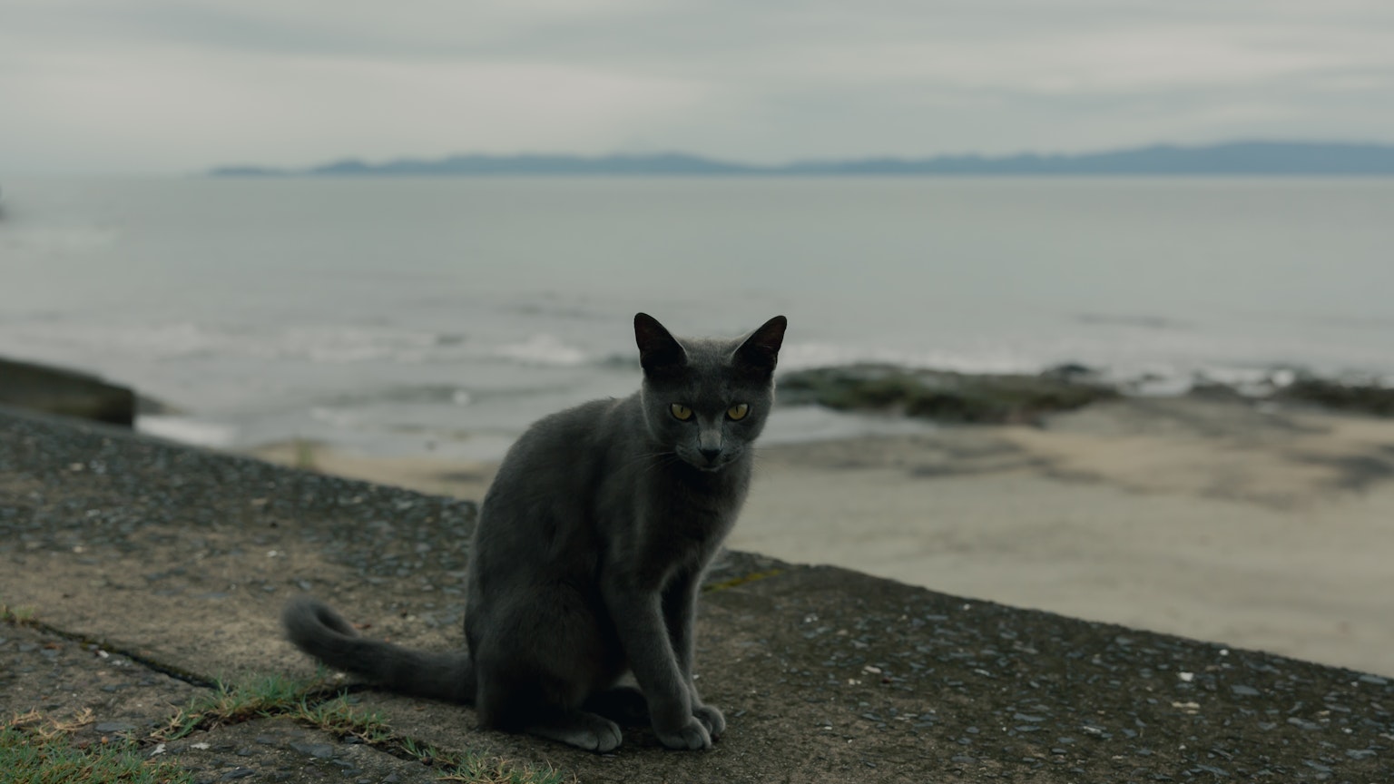 Graue Katze sitzt am Meer