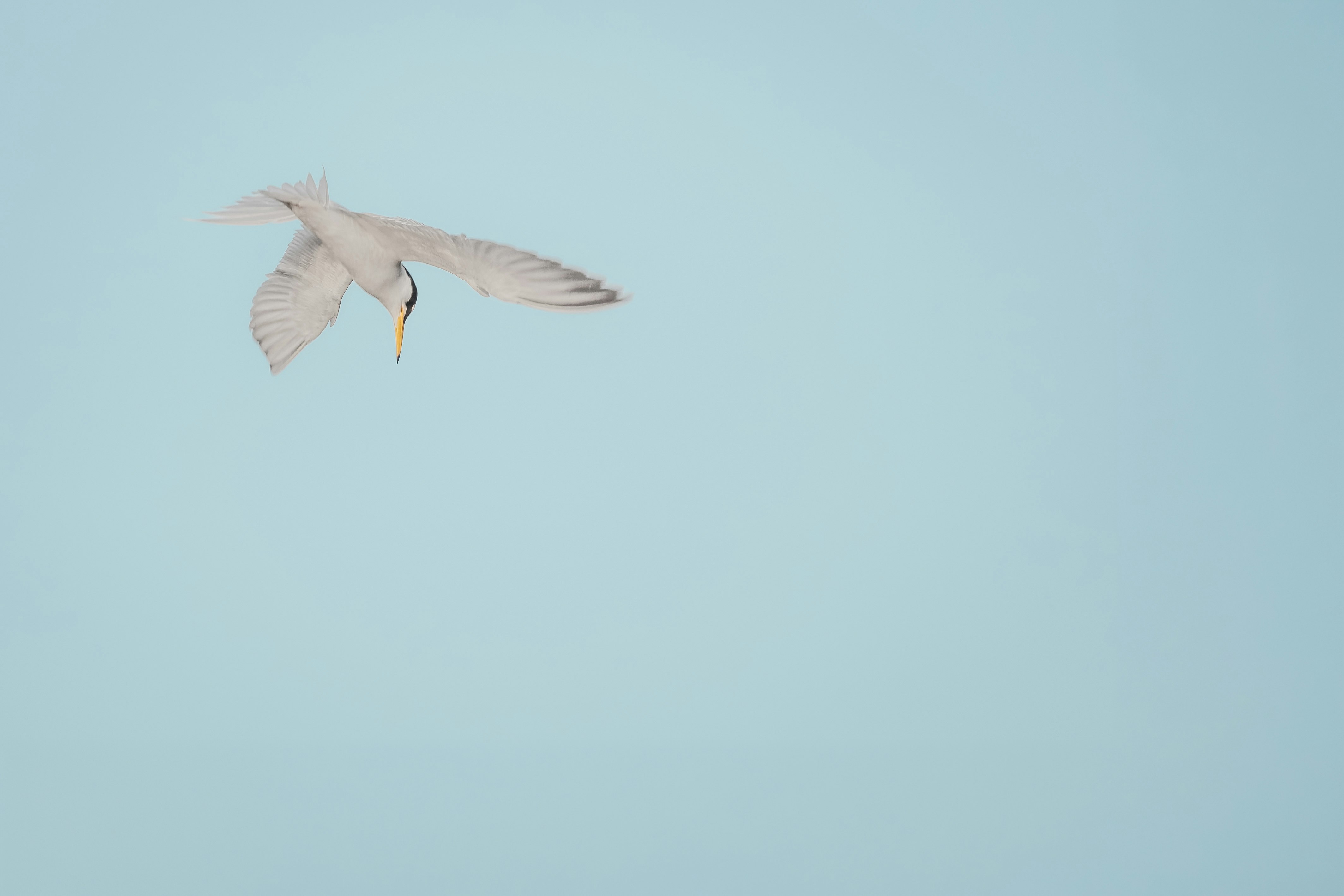 weißer Vogel im Flug vor blauem Himmel