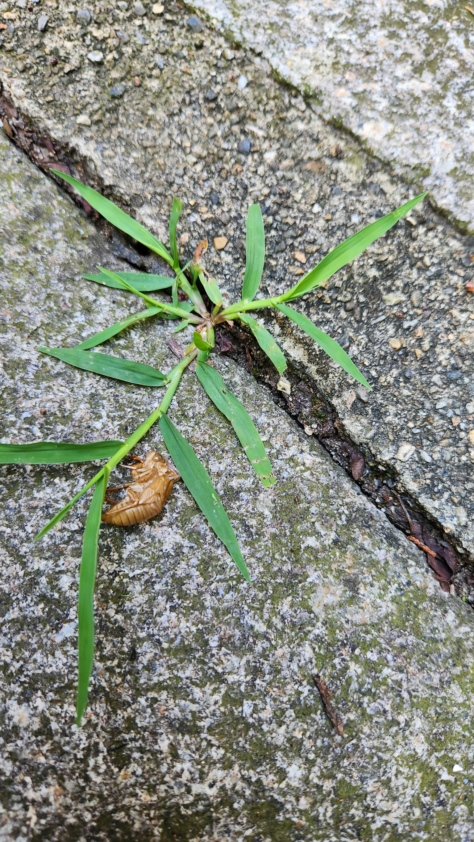 A green, slender-leaved plant growing on paved ground