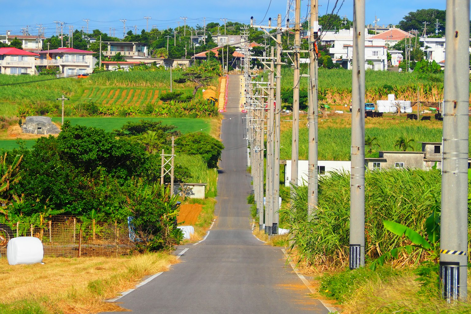 Route droite bordée de poteaux électriques entourée de verdure luxuriante