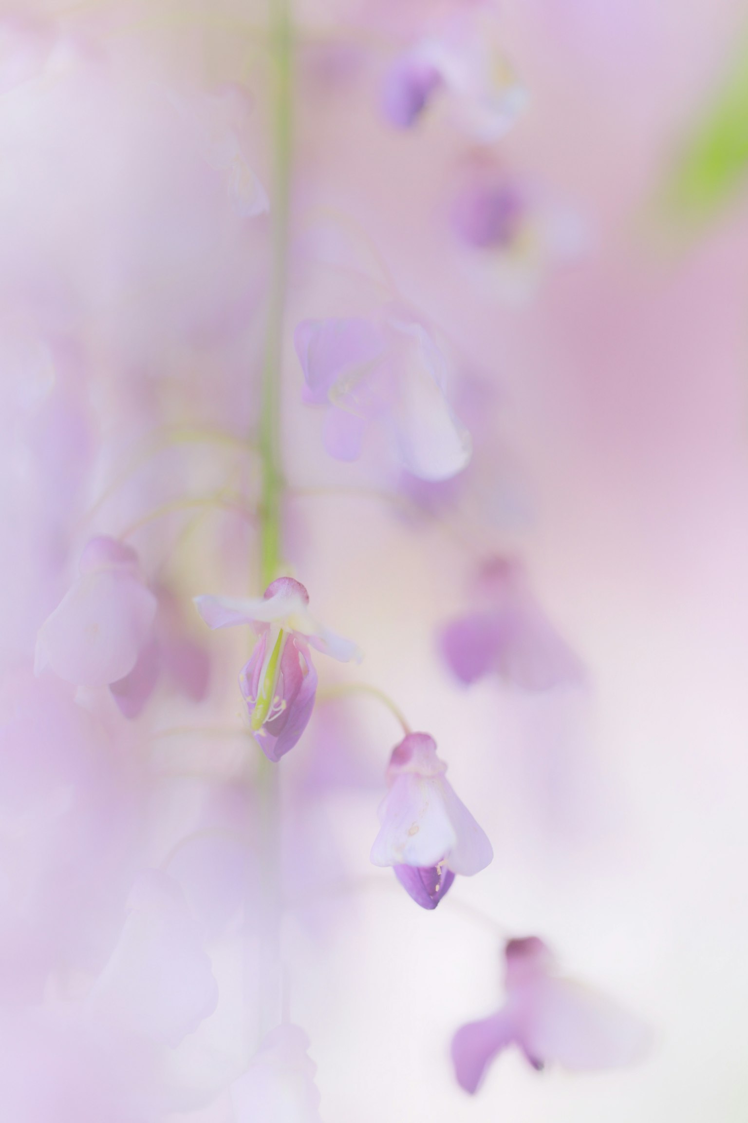 Weichgezeichnetes Bild von zarten lila Blumen in Blüte